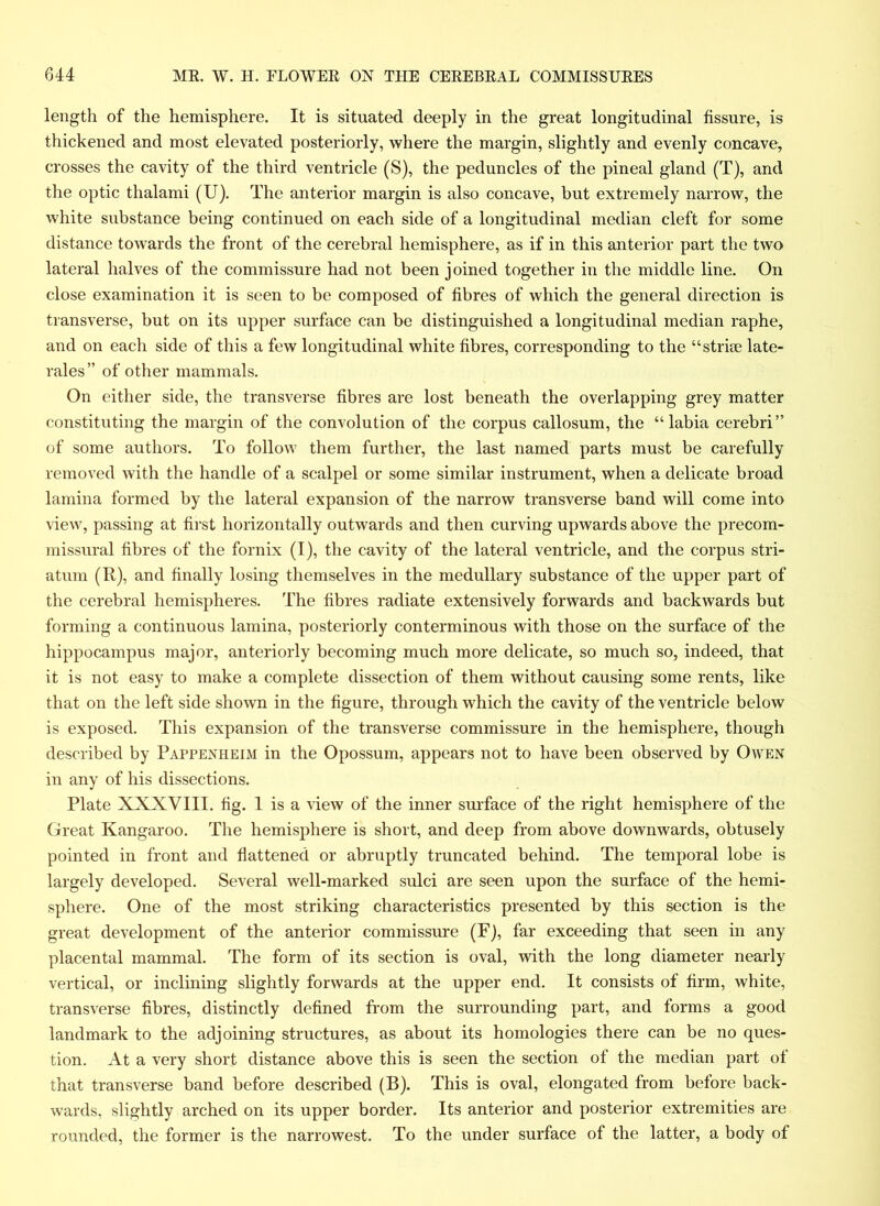 length of the hemisphere. It is situated deeply in the great longitudinal fissure, is thickened and most elevated posteriorly, where the margin, slightly and evenly concave, crosses the cavity of the third ventricle (S), the peduncles of the pineal gland (T), and the optic thalami (U). The anterior margin is also concave, but extremely narrow, the white substance being continued on each side of a longitudinal median cleft for some distance towards the front of the cerebral hemisphere, as if in this anterior part the two lateral halves of the commissure had not been joined together in the middle line. On close examination it is seen to be composed of fibres of which the general direction is transverse, but on its upper surface can be distinguished a longitudinal median raphe, and on each side of this a few longitudinal white fibres, corresponding to the “striae late- rales” of other mammals. On either side, the transverse fibres are lost beneath the overlapping grey matter constituting the margin of the convolution of the corpus callosum, the “labia cerebri” of some authors. To follow them further, the last named parts must be carefully removed with the handle of a scalpel or some similar instrument, when a delicate broad lamina formed by the lateral expansion of the narrow transverse band will come into view, passing at first horizontally outwards and then curving upwards above the precom- missural fibres of the fornix (I), the cavity of the lateral ventricle, and the corpus stri- atum (R), and finally losing themselves in the medullary substance of the upper part of the cerebral hemispheres. The fibres radiate extensively forwards and backwards but forming a continuous lamina, posteriorly conterminous with those on the surface of the hippocampus major, anteriorly becoming much more delicate, so much so, indeed, that it is not easy to make a complete dissection of them without causing some rents, like that on the left side shown in the figure, through which the cavity of the ventricle below is exposed. This expansion of the transverse commissure in the hemisphere, though described by Pappenheim in the Opossum, appears not to have been observed by Owen in any of his dissections. Plate XXXVIII. fig. 1 is a view of the inner surface of the right hemisphere of the Great Kangaroo. The hemisphere is short, and deep from above downwards, obtusely pointed in front and flattened or abruptly truncated behind. The temporal lobe is largely developed. Several well-marked sulci are seen upon the surface of the hemi- sphere. One of the most striking characteristics presented by this section is the great development of the anterior commissure (F), far exceeding that seen in any placental mammal. The form of its section is oval, with the long diameter nearly vertical, or inclining slightly forwards at the upper end. It consists of firm, white, transverse fibres, distinctly defined from the surrounding part, and forms a good landmark to the adjoining structures, as about its homologies there can be no ques- tion. At a very short distance above this is seen the section of the median part of that transverse band before described (B). This is oval, elongated from before back- wards, slightly arched on its upper border. Its anterior and posterior extremities are rounded, the former is the narrowest. To the under surface of the latter, a body of