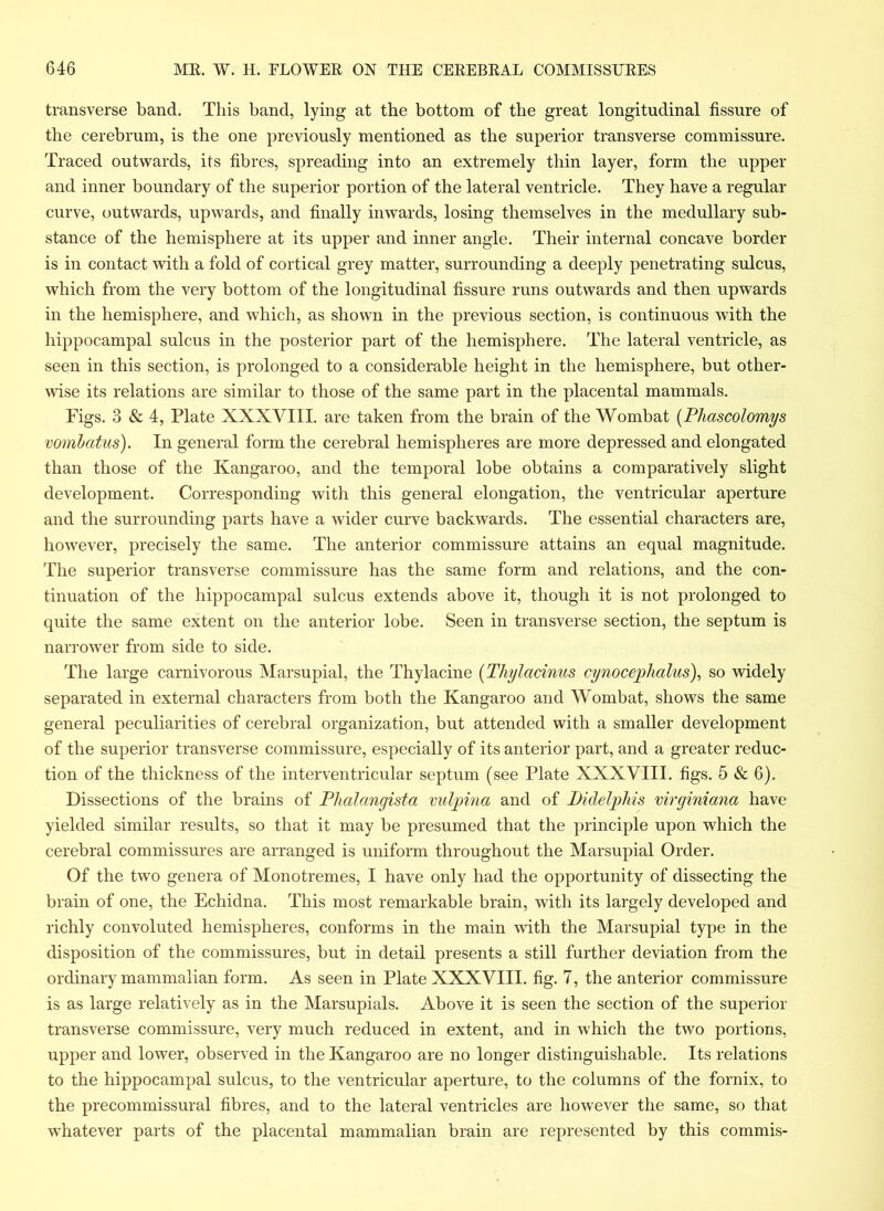 transverse band. This band, lying at the bottom of the great longitudinal fissure of the cerebrum, is the one previously mentioned as the superior transverse commissure. Traced outwards, its fibres, spreading into an extremely thin layer, form the upper and inner boundary of the superior portion of the lateral ventricle. They have a regular curve, outwards, upwards, and finally inwards, losing themselves in the medullary sub- stance of the hemisphere at its upper and inner angle. Their internal concave border is in contact with a fold of cortical grey matter, surrounding a deeply penetrating sulcus, which from the very bottom of the longitudinal fissure runs outwards and then upwards in the hemisphere, and which, as shown in the previous section, is continuous with the hippocampal sulcus in the posterior part of the hemisphere. The lateral ventricle, as seen in this section, is prolonged to a considerable height in the hemisphere, but other- wise its relations are similar to those of the same part in the placental mammals. Figs. 3 & 4, Plate XXXVIII. are taken from the brain of the Wombat (Phascolomys vombatus). In general form the cerebral hemispheres are more depressed and elongated than those of the Kangaroo, and the temporal lobe obtains a comparatively slight development. Corresponding with this general elongation, the ventricular aperture and the surrounding parts have a wider curve backwards. The essential characters are, however, precisely the same. The anterior commissure attains an equal magnitude. The superior transverse commissure has the same form and relations, and the con- tinuation of the hippocampal sulcus extends above it, though it is not prolonged to quite the same extent on the anterior lobe. Seen in transverse section, the septum is narrower from side to side. The large carnivorous Marsupial, the Thylacine (Tkylacinus cynocephalus), so widely separated in external characters from both the Kangaroo and Wombat, shows the same general peculiarities of cerebral organization, but attended with a smaller development of the superior transverse commissure, especially of its anterior part, and a greater reduc- tion of the thickness of the interventricular septum (see Plate XXXVIII. figs. 5 & 6). Dissections of the brains of Phalangista vulpina and of Didelphis virginiana have yielded similar results, so that it may be presumed that the principle upon which the cerebral commissures are arranged is uniform throughout the Marsupial Order. Of the two genera of Monotremes, I have only had the opportunity of dissecting the brain of one, the Echidna. This most remarkable brain, with its largely developed and richly convoluted hemispheres, conforms in the main with the Marsupial type in the disposition of the commissures, but in detail presents a still further deviation from the ordinary mammalian form. As seen in Plate XXXVIII. fig. 7, the anterior commissure is as large relatively as in the Marsupials. Above it is seen the section of the superior transverse commissure, very much reduced in extent, and in which the two portions, upper and lower, observed in the Kangaroo are no longer distinguishable. Its relations to the hippocampal sulcus, to the ventricular aperture, to the columns of the fornix, to the precommissural fibres, and to the lateral ventricles are however the same, so that whatever parts of the placental mammalian brain are represented by this commis-