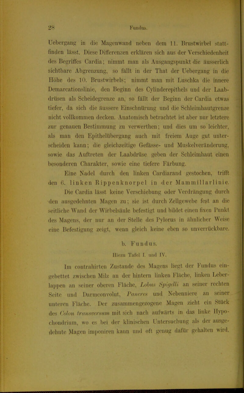 Uebersaiig in die Mafjrcnwanci neben dein 11. Brustwiibel statt- finden lässt. Diese Differenzen erklären sich aus der Verschiedenheit des Begriffes Cardia; nimmt man als Ausgangspunkt die äusserlich sichtbare Abgrenzung, so fällt in der That der Uebergang in die Höhe des 10. Brustwirbels; nimmt man mit Luschka die innere Demarcationslinie, den Beginn des Cylinderepithels und der Laab- drüsen als Scheidegrenze an, so fällt der Beginn der Cardia etwas tiefer, da sich die äussere Einschnürung und die Schleimhautgrenze nicht vollkommen decken. Anatomisch betrachtet ist aber nur letztere zur genauen Bestimmung zu verwerthen; und dies um so leichter, als man den Epithelübergang auch mit freiem Auge gut uriter- scheideu kann; die gleichzeitige Gefässe- und Muskelveränderung, sowie das Auftreten der Laabdrüse geben der Schleimhaut einen besonderen Charakter, sowie eine tiefere Färbung. Eine Nadel durch den linken Cardiarand gestochen, trifft den 6. linken Rippenknorpel in der Mainmillarlinie. Die Cardia lässt keine Verschiebung oder Verdrängung durch (len ausgedehnten Magen zu; sie ist durch Zellgewebe fest an die seitliche Wand der Wirbelsäule befestigt und bildet einen fixen Punkt des Magens, der nur an der Stelle des Pylorus in ähnlicher Weise eine Befestigung zeigt, wenn gleich keine eben so unverrückbare. b. F u n d u s. Hiezu Tafel I. und IV. Im Contrahirten Zustande des Magens liegt der Fundus ein- gebettet zwischen Milz an der hintern linken Fläche, linken Leber- lappen an seiner oberen Fläche, Lohns Sjjigclli an seiner rechten Seite und Darmconvolut, Pancres und Nebenniere an seiner unteren Fläche. Der zusammengezogene Magen zieht ein Stück des (hlon transvci'sum mit sich nach aufwärts in das linke Ilypo- chondrium, wo es bei der klinischen Untersuchung als der ausge- dehnte Magen imponiren kann und oft genug dafür gehalten wird.