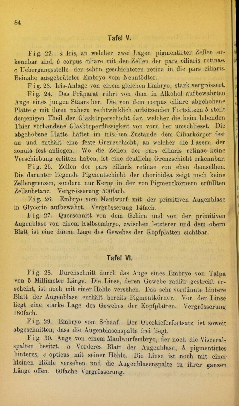 Tafel V. Fig. 22. a Iris, an welcher zwei Lagen pigmeutirter Zellen er- kennbar sind, h corpus ciliare niit den Zellen der pars ciliaris retinae, c Uebergangsstelle der sclion geschichteten retina in die pars ciliaris. Beinahe ausgebriiteter Embryo vom Neuntodter. F i g. 23. Iris-Anlage von eihem gleicheu Embryo, stark vergrossert. Fig. 24. Das Praparat riilirt von dera in Alkohol aufbewahrten Auge eines jungen Staars lier. Die von dem corpus ciliare abgebobene Platte a mit iliren nahezu re-jbtwinklicb aufsitzenden Fortsatzeu h stellt denjenigeu Theil der Glaskorperschicht dar, welcher die beim lebendeii Tbier vorbandene Glaskorperfiiissigkeit von vorn her umschliesst. Die abgebobene Platte haftet im frischen Zustande dem Ciliarkorper fest an und enthalt eine feste Grenzschicht, an -welcher die Fasern der zonula fest anliegen. Wo die Zellen der pars ciliaris retinae keine Verschiebung erlitten babeu, ist eine deutliche Grenzschicht erkennbar. Fig. 25. Zellen der pars ciliaris retinae von eben demselben. Die darunter liegende Pigmentschicht der chorioidea zeigt noch keine Zellengrenzen, sondern nur Kerne in der von Pigmentkornern erfullten Zellsubstanz. Vergrosserung 500fach. Fig. 26. Embryo vom Maulwurf mit der primitiven Augenblase in Glycerin aufbewahrt. Vergrosserung 14fach. Fig. 27. Querschnitt von dem Gehirn und von der primitiven Augenblase von einem Kalbsembryo, zwischen letzterer und dem obern Blatt ist eine diinne Lage des Gewebes der Kopfplatten sichtbar. Tafel VI. Fig. 28. Durchschnitt durch das Auge eines Embryo von Talpa von 5 Millimeter Lange. Die Linse, deren Gewebe radiar gestreift er- scheint, ist noch mit einer Hohle verseheu. Das sehr verdiinnte hintere Blatt der Augenblase enthalt bereits Pigmentkorner. Vor der Linse liegt eine starke Lage des Gewebes der Kopfplatten. Vergrosserung 180fach. Fig. 29. Embryo vom Schaaf Der Oberkieferfortsatz ist soweit abgeschnitten, dass die Augenblasenspalte frei liegt. F i g. 30. Auge von einem Maulwurf embryo, der noch die Visceral- spalten besitzt. a Vorderes Blatt der Augenblase, h pigmentirtes binteres, c opticus mit seiner Hohle. Die Linse ist noch mit einer kleinen Hohle versehen und die Augenblasenspalte in ihrer ganzen Lange ofFen. 60fache Vergrosserung.