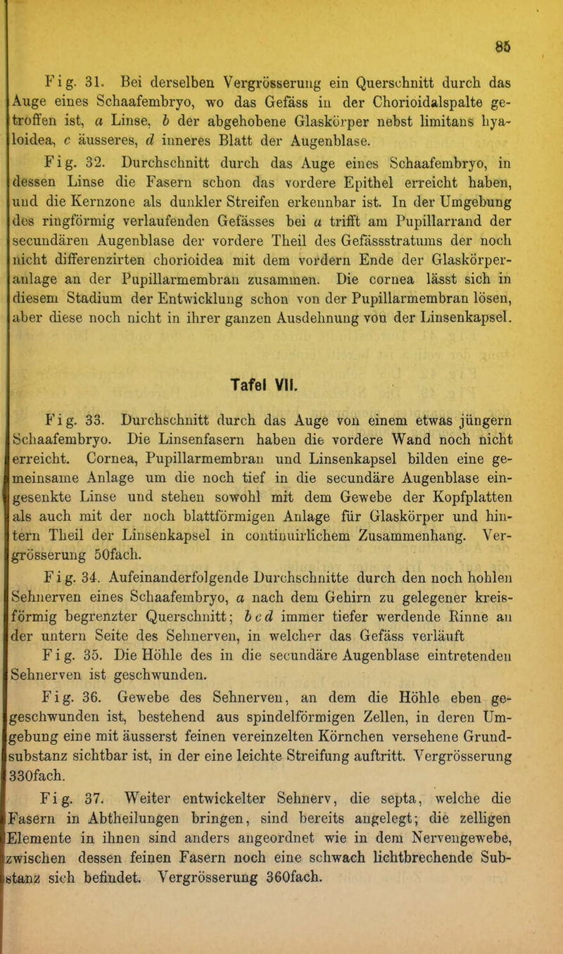 Fig. 31. Bei derselben Vergrosseruiig ein Querschnitt durch das Auge eines Schaafembryo, wo das Gefass iii der Chorioidalspalte ge- troffen ist, a Linse, h der abgehobene Glaskcirper nebst limitaus bya- loidea, c ausseres, d inneres Blatt der Augenblase. Fig. 32. Durchschnitt durch das Auge eines Schaafembryo, in dessen Linse die Fasern schon das vordere Epithel erreicht haben, uud die Kernzone als dunkler Streifen erkennbar ist. In der Umgebung des ringformig verlaufenden Gefasses bei a trifft am Pupillarrand der secundaren Augenblase der vordere Theil des Gefassstratums der noch nicht differenzirten chorioidea mit dem vordern Ende der Glaskorper- anlage an der Pupillarmembran zusammen. Die cornea lasst sich in diesem Stadium der Entwicklung schon von der Pupillarmembran losen, aber diese noch nicht in ihrer ganzen Ausdehnuug von der Liusenkapsel. Tafel Vll. P'ig. 33. Durchschnitt durch das Auge von einem etwas jiingern Schaafembryo. Die Linsenfasern haben die vordere Wand noch nicht erreicht. Cornea, Pupillarmembran und Liusenkapsel bilden eine ge- meinsame Anlage um die noch tief in die secundare Augenblase ein- gesenkte Linse und stehen sowohl mit dem Gewebe der Kopfplatten als auch mit der noch blattformigen Anlage fiir Glaskorper und hiii- tern Theil der Liusenkapsel in continuirlichem Zusammenhang. Ver- grosserung 50fach. Fig. 34. Aufeinanderfolgende Durchschnitte durch den noch hohlen Sehnerven eines Schaafembryo, a nach dem Gehirn zu gelegener kreis- formig begrenzter Querschnitt; bed immer tiefer v^^erdende Rinne an der untern Seite des Sehnerven, in welcher das Gefass verlauft F i g. 35. Die Hohle des in die secundare Augenblase eintretendeu Sehnerven ist geschwunden. Fig. 36. Gewebe des Sehnerven, an dem die Hohle eben ge- geschwunden ist, bestehend aus spindelformigen Zellen, in deren Um- gebung eine mit ausserst feinen vereinzelten Kornchen versehene Grund- substanz sichtbar ist, in der eine leichte Streifung auftritt. Vergrosserung 330fach. Fig. 37. Weiter entwickelter Selmerv, die septa, welche die Fasern in Abtheilungen bringen, sind bereits augelegt; die zelligen Elemente in ihnen sind anders augeordnet wie in dem Nervengewebe, zwischen dessen feinen Fasern noch eine schwach lichtbrechende Sub- 8tanz sich befiudet. Vergrosserung 360fach.