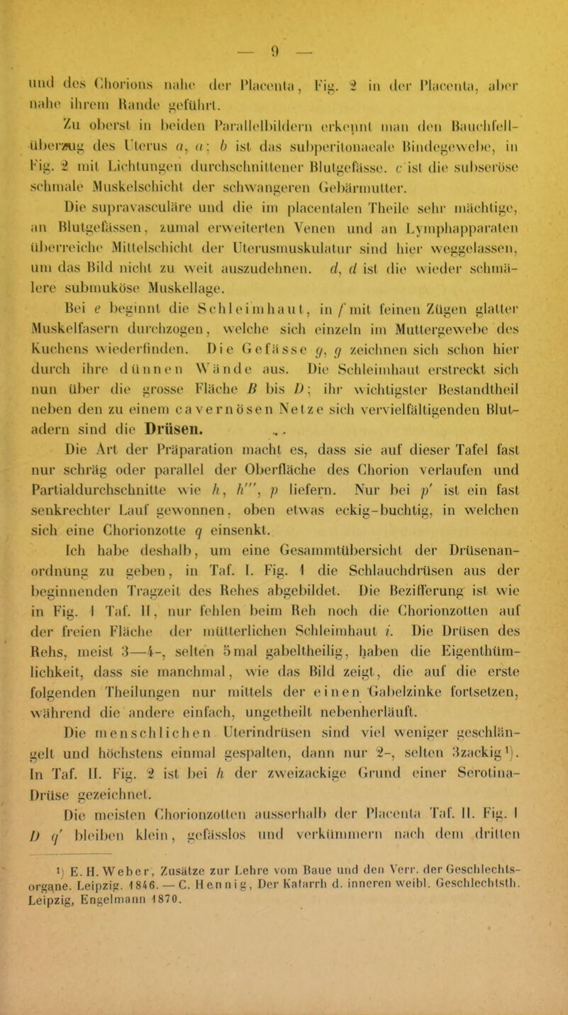 mul (los (lliorions nalu' doi' l’huH'iUa, Fii;. 2 in d('i' IMacoiila, alu'i’ naho ilircin Uando goruhrl. Zu oberst in beiden baralbdbildern (nk('niU inan den Hancld'ell- überwi' des rierus </, n; b ist das subperilonaeale bindei'e\vob(', in Kig. 2 mit bielUuniien durclisclmittener Bluti'cl'ässe. c ist die snbserüse sehmale iMuskelsehicht der schwangeren (iebärinutter. Die supravHSCuläre und die iin placenlalen Theile sehr mächtige, an Blutgefässen, zumal erweiterten Venen und an bymj)ha[)paralen übel-reiche Mittelschicht der Uterusmuskulatur sind hier wc^ggelassen, um das Bild nicht zu weit auszudehnen, d, d ist die wieder schmä- lere submuköse Muskellage. Bei e beginnt die Schleimhaut, in/‘mit feinen Zügen glatter Muskelfasern durchzogen, welche sich einzeln im Muttergewelie des Kuchens wiederfinden. Die (lefässc g zeichnen sich schon hier durch ihre dünnen Wände aus. Die Schleimhaut erstreckt sich nun über die grosse Fläche B bis J); ihr wichtigster Bestandtheil neben den zu einem cavernösen Netze sich vervielfältigenden Blut- adern sind die Drüsen. Die Art der Präparation macht es, dass sie auf dieser Tafel fast nur schräg oder parallel der Oberfläche des Chorion verlaufen und Parlialdurchschnitte wie A, /i', p liefern. Nur bei p' ist ein fast senkrechter Lauf gewonnen, oben etwas eckig-buchtig, in welchen sich eine Chorionzolte q einsenkt. Ich habe deshalb, um eine Gesammtübersicht der DrUsenan- ordnung zu geben, in Taf. I. Fig. 1 die Schlauchdrüsen aus der beginnenden Tragzeit des Behes abgebildet. Die Bezifferung ist wie in Fig. 1 Taf. II, nur fehlen beim Beh noch die Chorionzotten auf der freien Fläclu' dei- mütterlichen Schleimhaut i. Die Drüsen des Behs, meist 3—4-, selten 5 mal gabeltheilig, haben die Eigenthüm- lichkeit, dass sie manchmal, wie das Bild zeigt, die auf die erste folgenden Theilungen nur mittels der einen Gabelzinke fortsetzen, während die andere einfach, ungetheilt ncbenhcrläuft. Die menschlichen Uterindrüsen sind viel weniger geschlän- gelt und höchstens einmal gespalten, dann nur 2-, selten ilzackigi). In Taf. II. Fig. 2 ist bei h der zweizackige Grund einer Sei-otina- Drüse gezeichnet. Die meisten Chorionzotlim ausserhalb der Placenla 'l'at. II. Fig. I I) q bh'iben klein, gefässlos und verkümmern nach dem drillen 1) E.H. Weber, Zusätze zur Lehre vom Baue und den Verr. der Geselllechts- organe. Leipzig. -1846. — C. Mennig, Der Katarrh d. inneren weibl. Geschlcchlsth. Leipzig, Engelmann 1870.