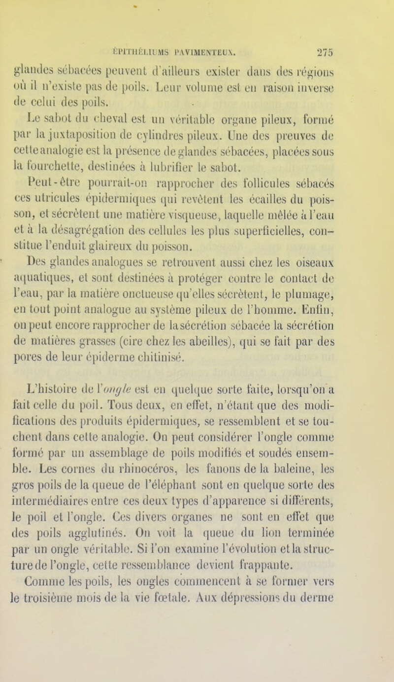 glandes sébacées peuvent d’ailleurs exister dans des régions où il n’existe pas de poils. Leur volume est en raison inverse de celui des poils. Le sabot du cheval est un véritable organe pileux, formé par la juxtaposition de cylindres pileux. Une des preuves de cette analogie est la présence de glandes sébacées, placées sous la fourchette, destinées à lubrifier le sabot. Peut-être pourrait-on rapprocher des follicules sébacés ces utricules épidermiques qui revêtent les écailles du pois- son, cl sécrètent une matière visqueuse, laquelle mêlée à l’eau et à la désagrégation des cellules les plus superficielles, con- stitue l’enduit glaireux du poisson. Des glandes analogues se retrouvent aussi chez les oiseaux aquatiques, et sont destinées à protéger contre le contact de l’eau, par la matière onctueuse qu’elles sécrètent, le plumage, en tout point analogue au système pileux de l’homme. Enfin, on peut encore rapprocher de lasécrétion sébacée la sécrétion de matières grasses (cire chez les abeilles), qui se fait pai* des pores de leur épiderme chitinisé. L’histoire de Y ongle est en quelque sorte faite, lorsqu’on a fait celle du poil. Tous deux, en effet, n’étant que des modi- fications des produits épidermiques, se ressemblent et se tou- chent dans cette analogie. On peut considérer l’ongle comme formé par un assemblage de poils modifiés et soudés ensem- ble. Les cornes du rhinocéros, les fanons de la baleine, les gros poils de la queue de l’éléphant sont en quelque sorte des intermédiaires entre ces deux types d’apparence si différents, le poil et l’ongle. Ces divers organes ne sont en effet que des poils agglutinés. On voit la queue du lion terminée par un ongle véritable. Si l’on examine l’évolution et la struc- ture de l’ongle, cette ressemblance devient frappante. Comme les poils, les ongles commencent à se former vers le troisième mois de la vie fœtale. Aux dépressions du derme