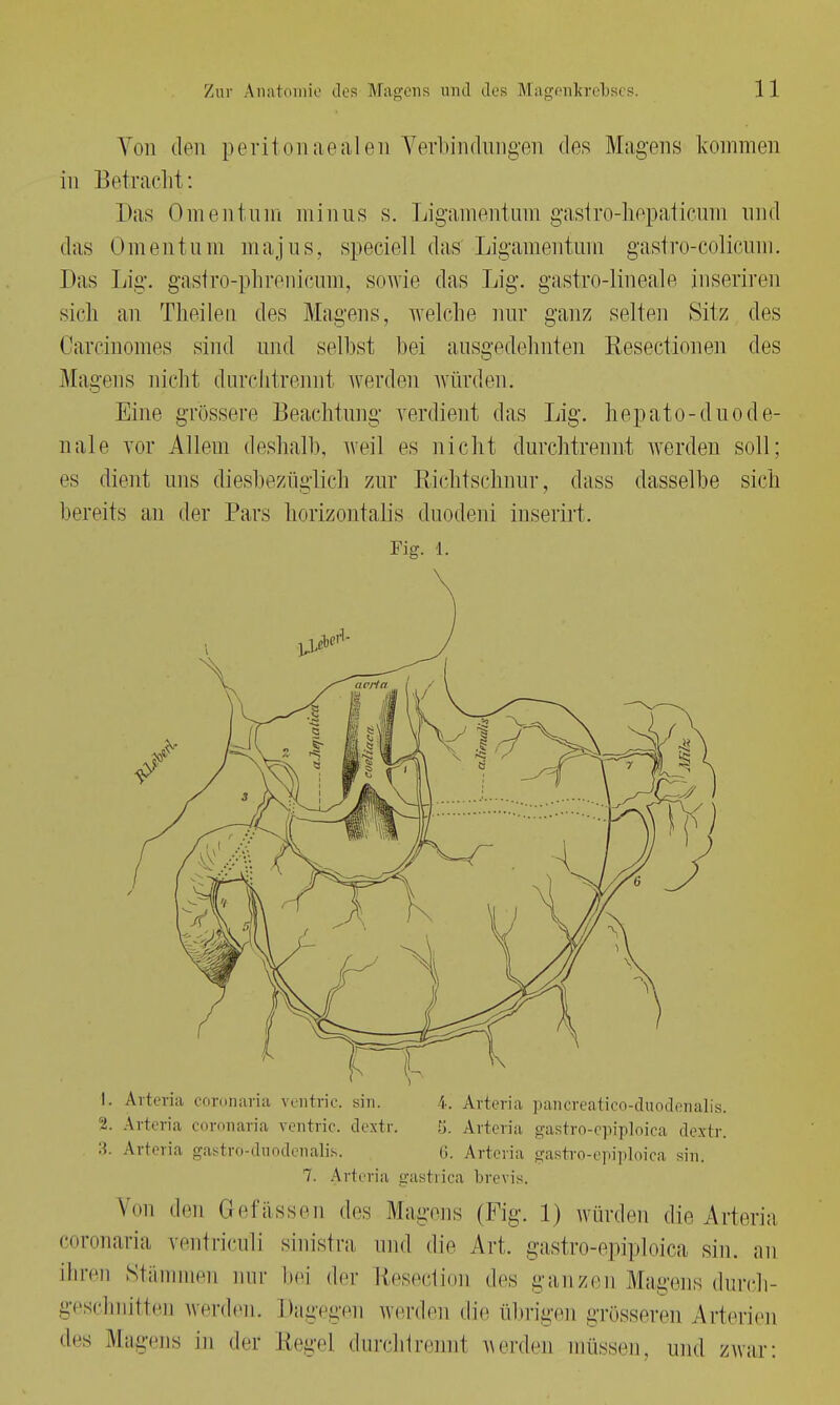 Von den peritonaealen Verbindungen dos Magens kommen in Betracht: Das öiu eil tum minus s. Ligamentum gastro-liepaticum und das Omentum majus, speeiell das Ligamentum gastro-colicum. Das Lig. gastro-phrenieuin, sowie das Lig. gastro-lineale inseriren sich an Theilen dos Magens, welche nur ganz selten Sitz des Carcinomes sind und seihst bei ausgedehnten Eesectionen des Mayens nicht durchtrennt werden würden. Eine grössere Beachtung verdient das Lig. hepato-duode- nale vor Allem deshalb, weil es nicht durchtrennt werden soll; es dient uns diesbezüglich zur Richtschnur, dass dasselbe sich bereits an der Pars horizontalis duodeni inserirt. Fig. 1. 1. Arteria coronaria ventric. sin. 4. Arteria pancreatico-duodenalis. 2. Arteria coronaria ventric. dextr. fj. Arteria gastro-epiploica dextr. ■'>. Arteria gaströ-duodenalis. 6. Arteria gastro-epiploica sin. 7. Arteria gastrica brevis. v len Gefässen des Magens (Fig. 1) würden die Arteria coronaria ventricüli sinistra und die Art, gastro-epiploica sin. an foren Stämmen nur Ihm der Resection des ganzen Magens durch- geschnitten werden. Dagegen werden die übrigen grösseren Arterien des Magens in der Regel durchtrennt werden müssen, und zwar: