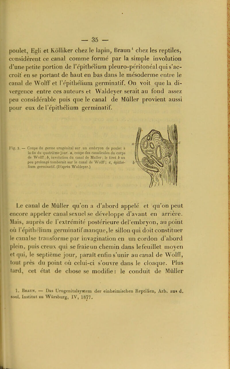 poulet, Egli et kôlliker chez le lapin, Braun* chez les reptiles, considèrent ce canal comme formé par la simple involution d'une petite portion de l'épithélium pleuro-péritonéal qui s'ac- croît en se portant de haut en bas dans le mésoderme entre le canal de WolfT et l'épithélium germinalif. On voit que la di- vergence entre ces auteurs et Waldeyer serait au fond assez eu considérable puis que le canal de IVJûller provient aussi our eux de l'épithélium germinatif. ig-. 3. — Coupe du germe urogcnilal sur un embryon de poulet à la On du quatrième jour, o, coupe des canalicules du corps de Wolff ; b, involution du canal de Muller; le tiret b un peu prolongé tomberait sur le canal de Wolff; c, épithé- lium germinatif. (D'après Waldeyer.) Le canal de Muller qu'on a d'abord appelé et qu'on peut encore appeler canal sexuel se développe d'avant en arrière. Mais, auprès de l'extrémité postérieure del'embryon, au point 011 l'épithélium germinatifmarique, le sillon qui doit constituer lecanalse transforme par invagination en un cordon d'abord lein, puis creux qui se fraie un chemin dans lefeuillet moyen et qui, le septième jour, fjaraît enfin s'unir au canal de Wolff, tout près du point où celui-ci s'ouvre dans le cloaque. Plus tard, cet état de chose se modifie : le conduit de Millier 1. Brau.*. — Das Urogenitalsystem der einheimischen Reptilien, Arb. au* d. «)ol. Institut zu Wûrshurg, IV, 1877.