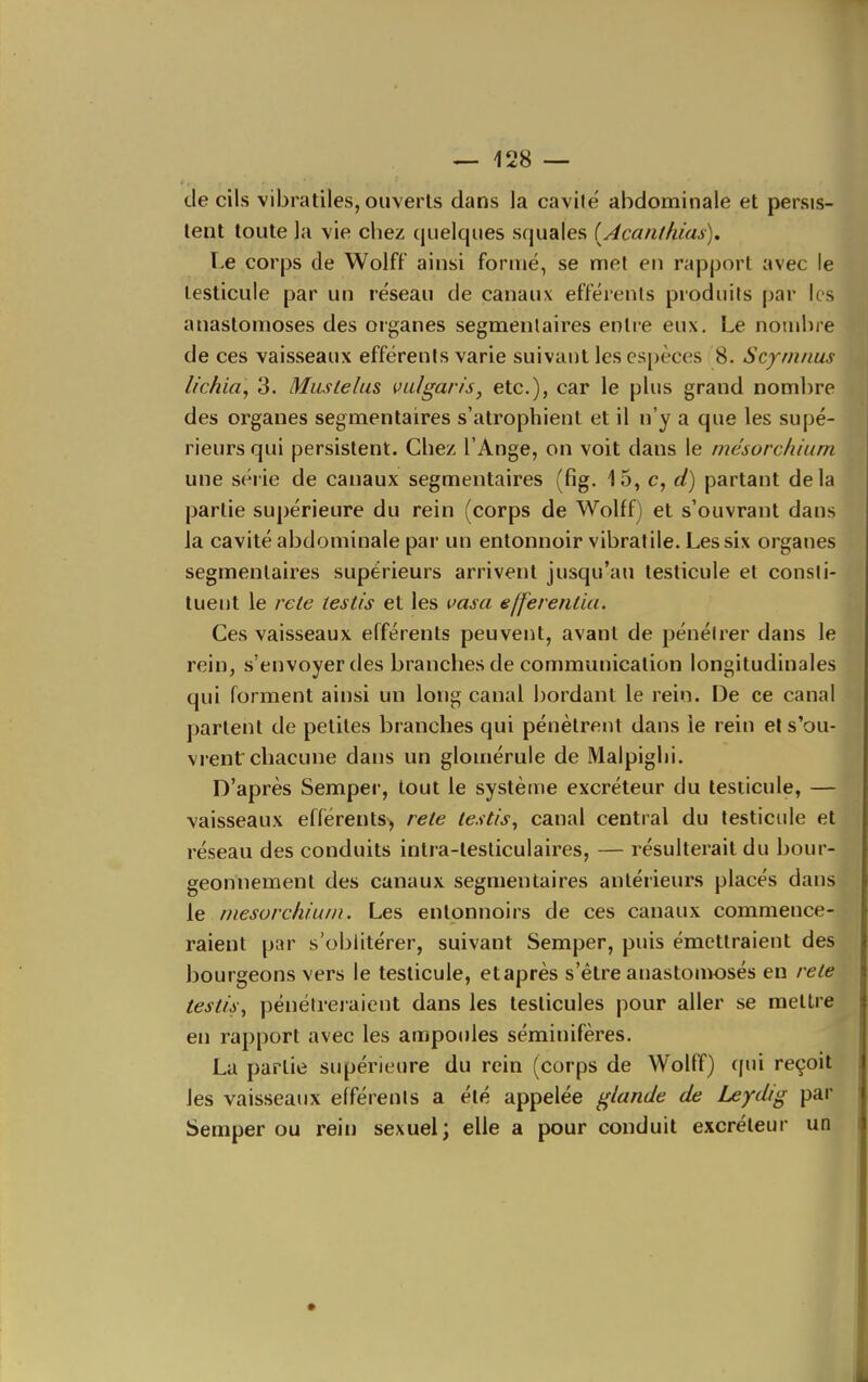 de cils vibratiles, ouverts dans la cavile abdominale et persis- tent toute la vie chez (juelques squales (Acanlkias). Le corps de Wolff ainsi formé, se met en rapport avec le testicule par un réseau de canaux efférenls produits par les anastomoses des organes segmenlaires entre eux. Le nombre de ces vaisseaux efférents varie suivant les espèces 8. Scymnus lichia, 3. Miutelus valgaris, etc.), car le plus grand nombre des organes segmenlaires s'atrophient et il n'y a que les supé- rieurs qui persistent. Chez l'Ange, on voit dans le mésorchium une série de canaux segmentaires (fig. 15, c, d) partant delà partie supérieure du rein (corps de Wolff) et s'ouvrant dans la cavité abdominale par un entonnoir vibralile. Les six organes segmenlaires supérieurs arrivent jusqu'au testicule et consti- tuent le rete testis et les vasa efferenùa. Ces vaisseaux efférents peuvent, avant de pénéirer dans le rein, s'envoyer des branches de communication longitudinales qui forment ainsi un long canal bordant le rein. De ce canal parlenl de petites branches qui pénètrent dans le rein et s'ou- vrent chacune dans un glomérule de Malpighi. D'après Semper, tout le système excréteur du testicule, — vaisseaux efférenls^ rete testis, canal central du testicule et réseau des conduits inlra-lesliculaires, — résulterait du bour- geonnement des canaux segmentaires antérieurs placés dans le mésorchium. Les entonnoirs de ces canaux commence- raient par s'oblitérer, suivant Semper, puis émettraient des bourgeons vers le testicule, et après s'être anastomosés en rete testis, pénétreraient dans les testicules pour aller se mettre en rapport avec les ampoules séminifères. La partie supérieure du rein (corps de Wolfî) qui reçoit les vaisseaux efférenls a élé appelée glande de Leydig par Semper ou rein sexuel; elle a pour conduit excréteur un