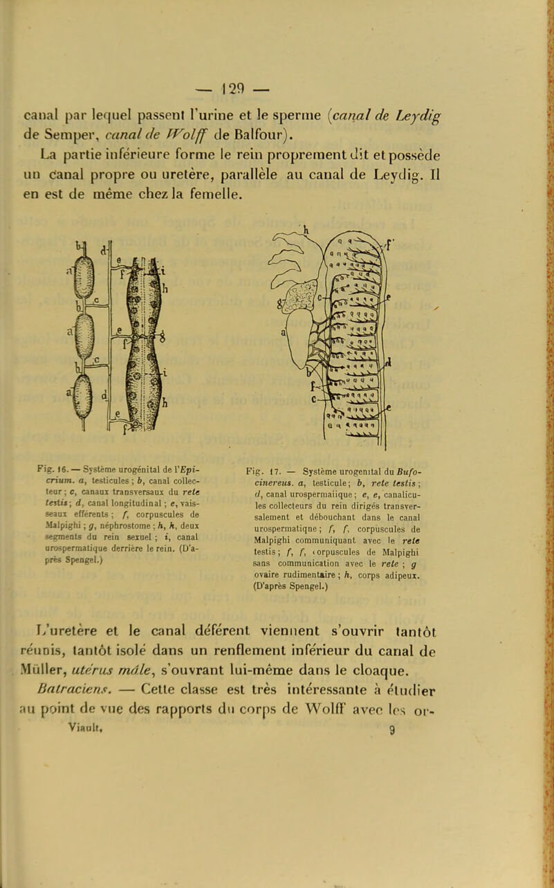 canal par lequel passent l'urine et le sperme {canal de Leydig de Semper, canal de Wolff de Balfour). La partie inférieure forme le rein proprement dit et possède un canal propre ou uretère, parallèle au canal de Leydig. Il en est de même chez la femelle. Fig. te. — Système urogénital de l'Epi- crium. a, testicules ; 6, canal collec- teur ; c, canaux transversaux du rete teitiê; d, canal longitudinal ; e, vais- seaux efférents ; f, corpuscules de Malpighi ; g, néphrostome ; h, k, deux segments du rein sexuel ; t, canal urospermatique derrière le rein. (D'a- près Spengel.) Fig. 17. — Système urogenilal du Bu/b- cinereus. a, testicule ; 6, rete testis ; t/, canal urospermaiique ; e, e, canalicu- les collecteurs du rein dirigés transver- salement et débouchant dans le canal urospermatiqne ; f, f, corpuscules de Malpighi communiquant avec le rete testis ; f, f, i orpuscules de Malpigbi sans communication avec le rete ; g ovaire rudimentaire ; h, corps adipeux. (D'après Spengel.) L'uretère et le canal déférent viennent s'ouvrir tantôt réunis, tantôt isolé dans un renflement inférieur du canal de .Mùller, utérus mdle^ s'ouvrant lui-même dans le cloaque. Batraciens. — Cette classe est très intéressante à étudier ;iu point de vue des rapports du corps de WolfF avec les or- Viault, g