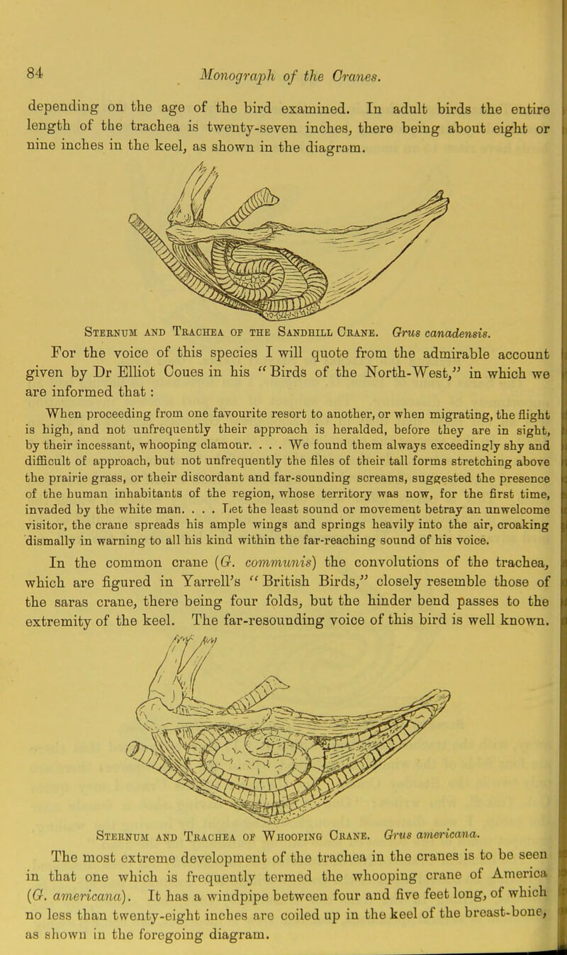 depending on the age of the bird examined. In adult birds the entire length of the trachea is twenty-seven inches, there being about eight or nine inches in the keel, as shown in the diagram. Sternum and Trachea of the Sandhill Orane. Grus canadensis. For the voice of this species I will quote from the admirable account given by Dr Elliot Coues in his  Birds of the North-West, in which we are informed that: When proceeding from one favourite resort to another, or when migrating, the flight is high, and not unfrequently their approach is heralded, before they are in sight, by their incessant, whooping clamour. . . . We found them always exceedingly shy and difficult of approach, but not unfrequently the files of their tall forms stretching above the prairie grass, or their discordant and far-sounding screams, suggested the presence of the human inhabitants of the region, whose territory was now, for the first time, invaded by the white man. . . . Tiet the least sound or movement betray an unwelcome visitor, the crane spreads his ample wings and springs heavily into the air, croaking dismally in warning to all his kind within the far-reaching sound of his voice. In the common crane [G. communis) the convolutions of the trachea, which are figured in Yarrell's  British Birds, closely resemble those of the saras crane, there being four folds, but the hinder bend passes to the extremity of the keel. The far-resounding voice of this bird is well known. Sternum and Trachea or Whooping Orane. Qrus americana. The most extreme development of the trachea in the cranes is to be seen in that one which is frequently termed the whoopiug crane of America {G. americana). It has a windpipe between four and five feet long, of which no less than twenty-eight inches are coiled up in the keel of the breast-bone, as shown in the foregoing diagram.