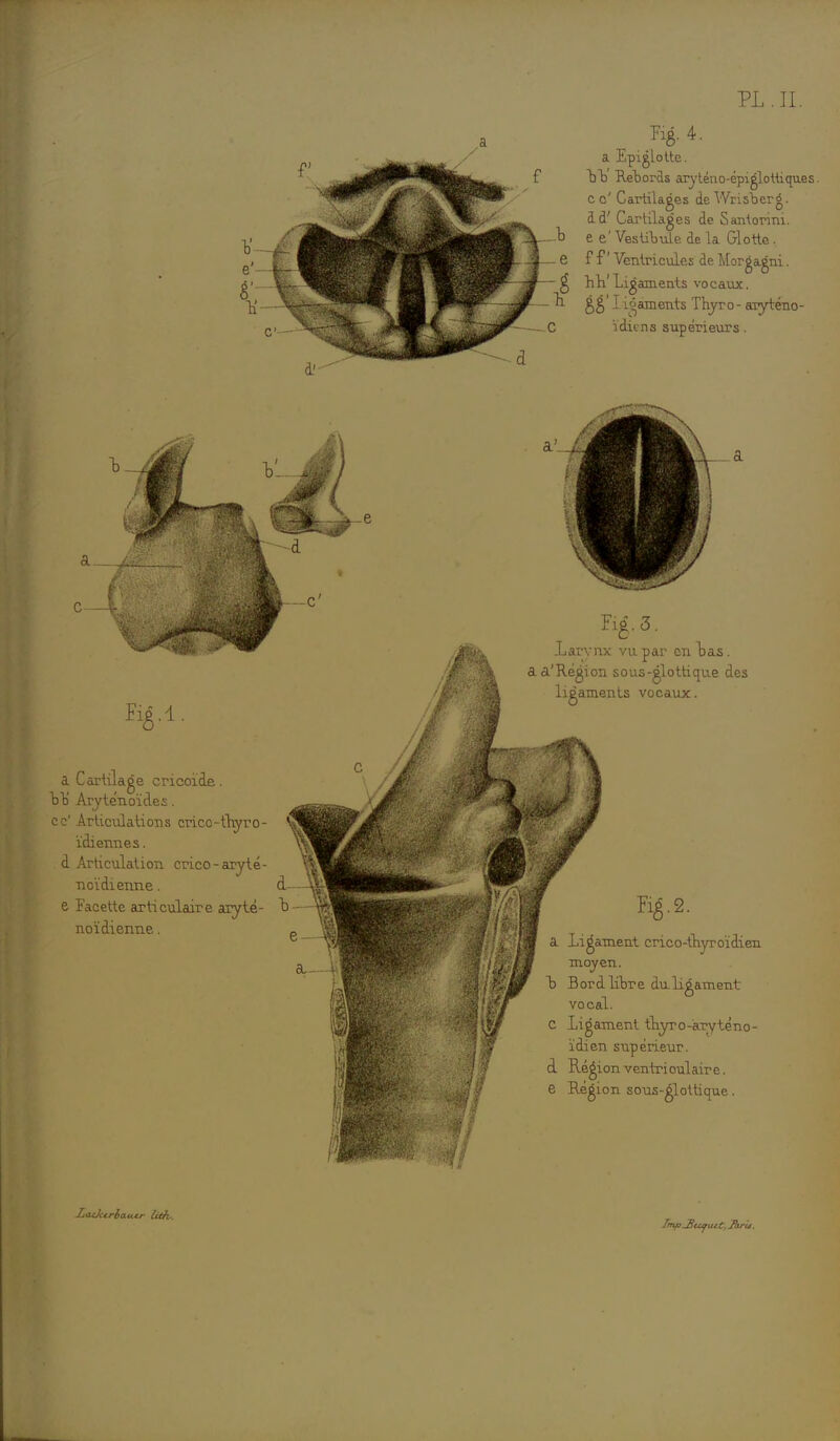 Fig. 4. a Epiélotte. bb Retords aryténo-épiglottiques. ce' Cartilages deWrisberg. ad' Cartil âges de Santonm. e e' Vestibule de la Glotte. f f ' Ventricules de Morgagni. - g hh' Ligaments vocaux. - » gg ' I i'jaments Thjr o - aryténo- C ïdiens supérieurs. a à a Cartilage cricoide. bb' Aryténoïdes. ce' Articulations crico-tbyro- ïdiennes. . d Articulation crico-aryté- noïdienne. d- e Facette articulaire aryté- b- noïdienne. e Larynx vu par en bas. a a'Régi on sous-glottique des ligaments vocaux. a Ligament cric o-thyroïdien moyen, b Bord libre du ligament vocal. C ligament thyro-aryténo- ïdien supérieur, d Région ventri cul aire, e Région sous-glottique. JjOtJccrhau.tr Util rmpjjtcyutt, Jhrù.