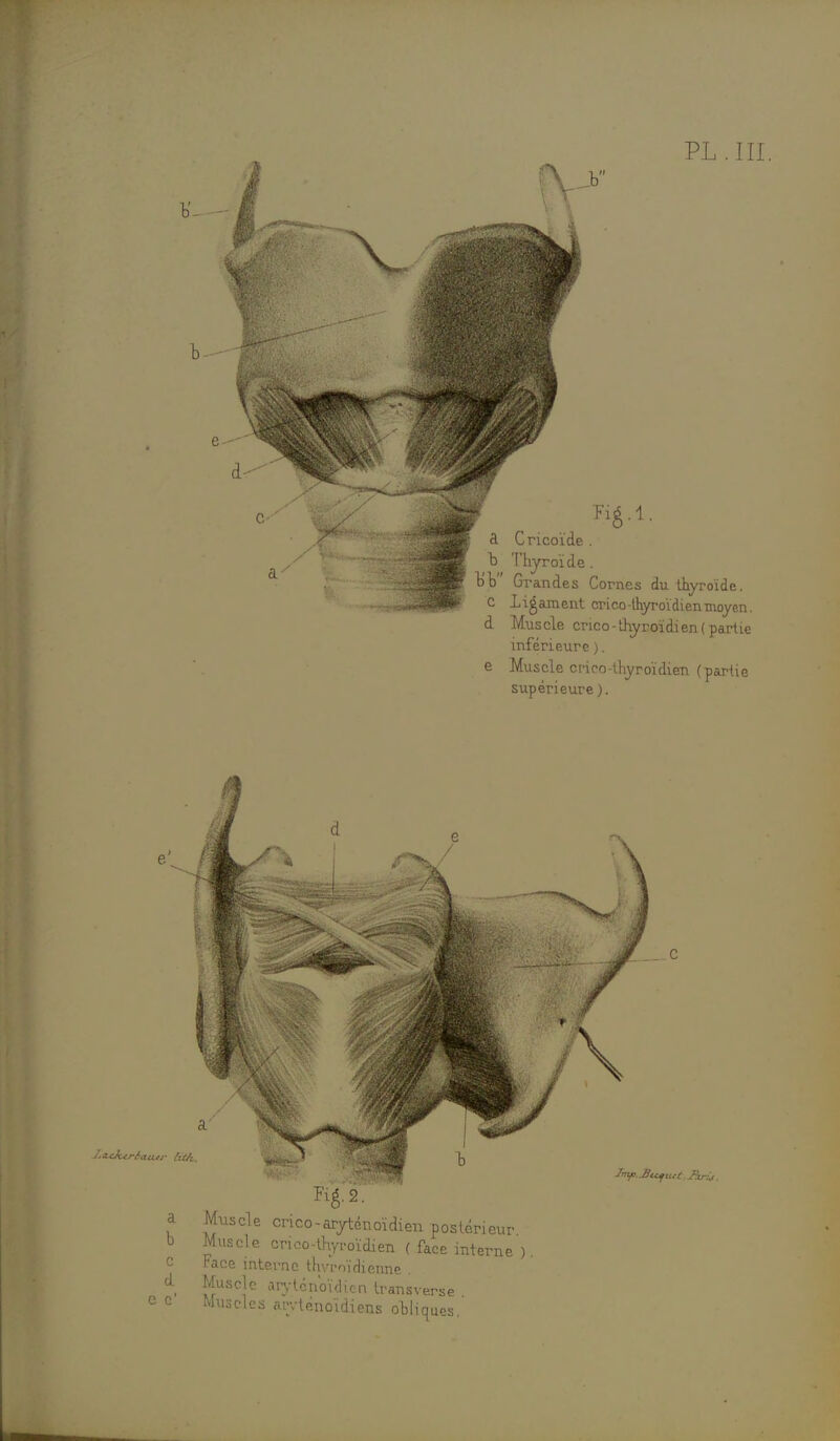 â Cricoïde . ■ .;iaj^p Do' Grandes Cornes du thyroïde. ..-^S»- c Ligament crico -thyroïdien moyen. d Muscle crico-thyroïdien (partie inférieure ). e Muscle crico-thyroïdien (partie supérieure). r-<u}ur6atur litfi. a b d e c' Fig.2. Muscle crico-aryténoïdien postérieur Muscle crico-thyroïdien ( face interne ) Face interne thyroïdienne . Muscle arytcnoulicn transverse Muscles arvtênoïdiens obliques.