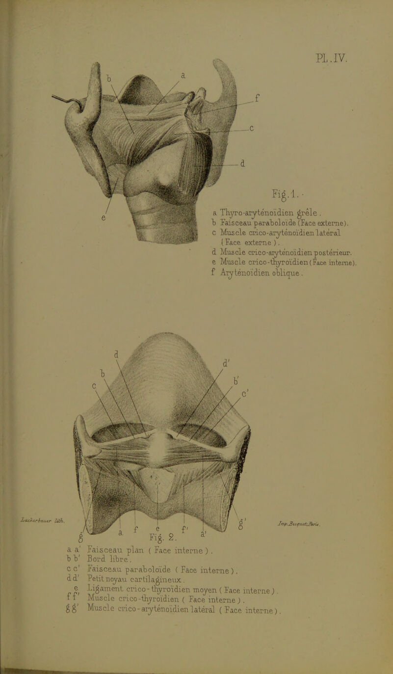 fïg.l. a Thyro-aryténoïdien grêle. b Faisceau paraboloïde (Face externe). c Muscle crico-aryténoïdien latéral ( Face externe ). d Muscle crico-aryténoïdien postérieur, e Muscle crico-thyroïdien(Face interne), f Arjténoïdien oblicroe. Jjacktrbi a a' Faisceau plan ( Face interne ) . b V Bord libre. c c' Faisceau paraboloïde ( Face interne ). d d' Petit noyau cartilagineux. r % Ligament crico - thyroïdien moyen ( Face interne ;. T T Muscle crico-thyroïdien ( Face interne; . % g' Muscle crico - aryténoïdien latéral ( Face interne ).