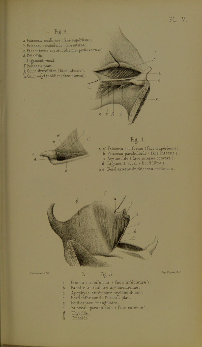 - %2. a Faisceau arciforme (face supérieure), h Faisceau parabolo'ide ( face interne). C Face interne ary ténoïdienne (-partie convexe d Cricoïde. e Ligament vocal, f Faisceau plan. g Crico-thyroïdien ( face interne ). Il Crico-aryténoïdien ( face interne). i i m- ~à - -m d Kg 1. a a' Faisceau arciforme (face supérieure). d Faisceau paraholoïde ( face interne ). C Aryténoïde ( face interne convexe ). d Ligament vocal ( bord libre ). e e' Bord externe du faisceau arciforme . f a Faisceau arciforme ( face inférieure ). d Facette articulaire aryténoïdienne. c Apophyse antérieure aryténoïdienne . d Bord inférieur du faisceau plan, e Petit espace triangulaire, f Faisceau paraholoïde ( face externe ). £ Thyroïde, h Cricoïde.