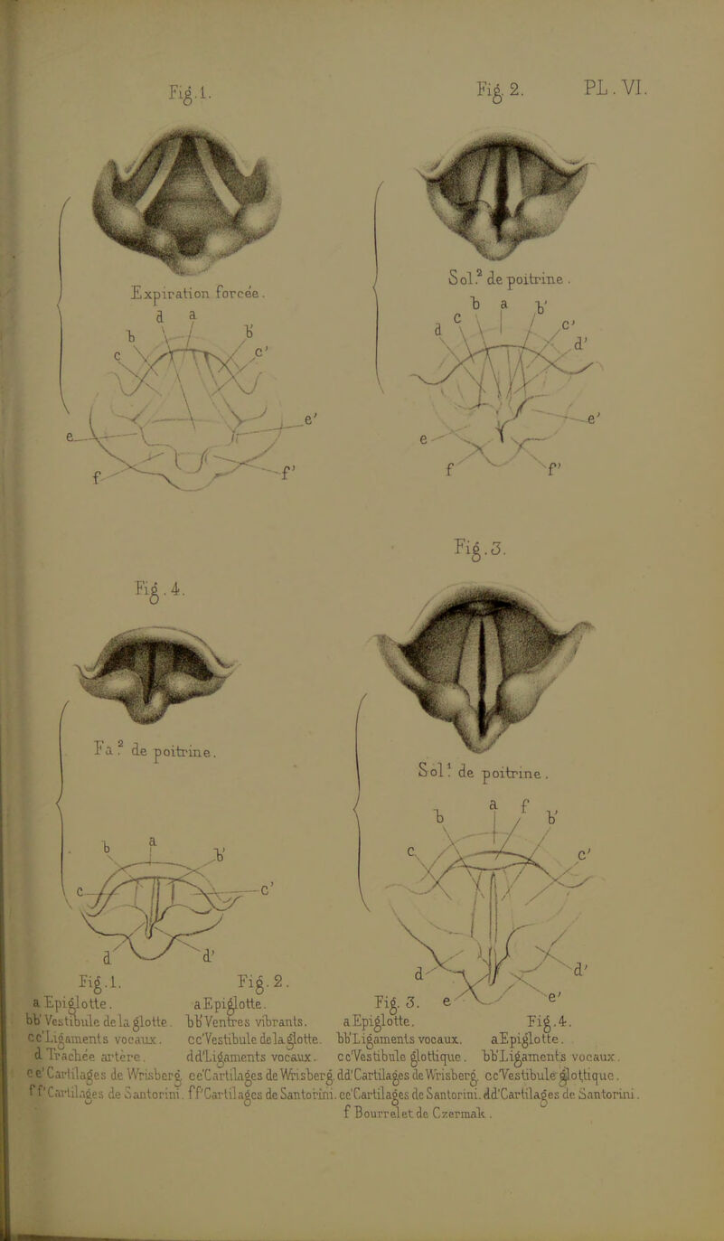 Fi£.2. PL. VI M. 4s. ( Fa . de poitrine. —C H* aEpiélotte Fié.2. Epi^lotte. bb'Vestibule de la glotte. bb'Ventres vibrants Fig.3. Sol1 de poitrine V „ r*3. aEpiéiotte. ce'Ligament s vocaux. cc'Vestibule delaâotte. bb'Ligameïitsvocaux.. aEpiéiotte Cachée artère. dd'Ligaments vocaux. ccVestibule jîlottique. Vb'Li^ament avtûages de Wrisberj. ee'CartilcigesdeVvtisberg.dd'Cartila^esdeWrisDeré!. ccVestibule^loUiquc avlilaées de Santorim. ff'Carlilaécs deSautorini.cc'CartilaéesdeSantorrai.dd'Cartilaées de Santorini. ee ff'C agi f Bourrelet de Czermak .