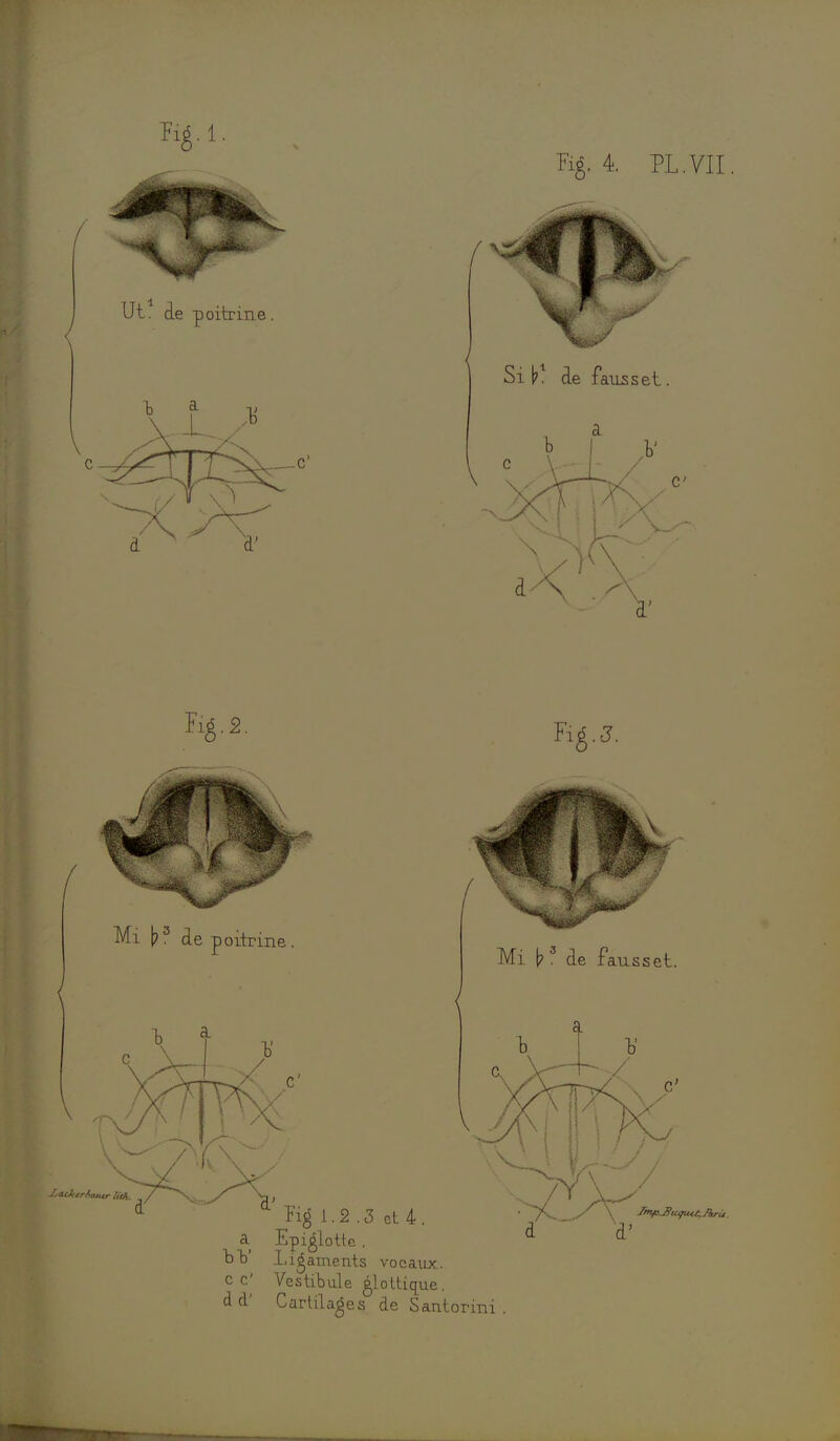 lié.2. Mi |?3 de poitrine. J-,atA'trAautr h'th. Mi |? 3 de fausset. ïig 1.2 .3 et 4. a Epi^lottc. bV Ligaments vocaux. C C' Vestibule glottique. à d' Cartilages de Santorini fmfi-BtK/uU,JkrU