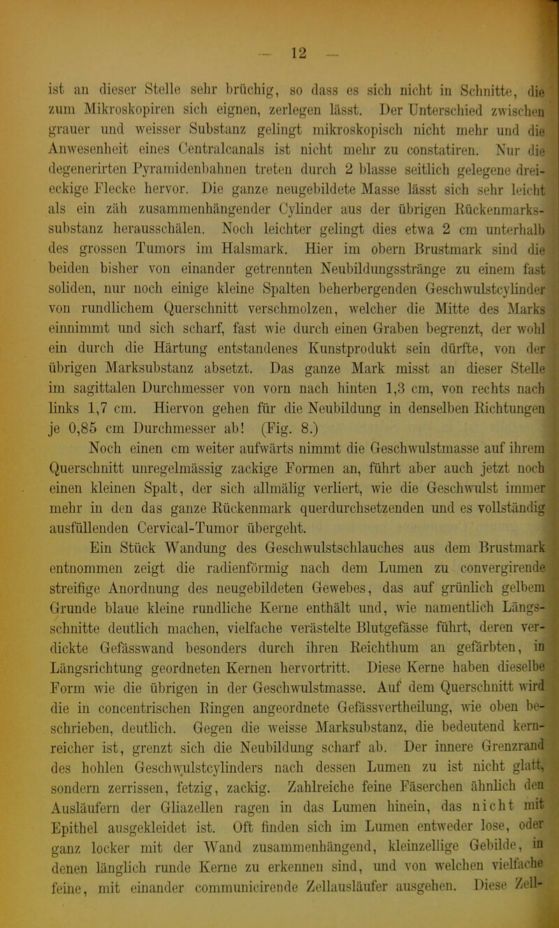 ist an dieser Stelle sehr brüchig, so dass es sich nicht in Schnitte, die zum Mikroskopiren sich eignen, zerlegen lässt. Der Unterschied zwisch(.'n grauer und weisser Substanz gelingt mikroskopiscli nicht mehr und die Anwesenheit eines Centralcanals ist nicht mehr zu constatiren. Nur die degenerirten Pyraniidenbahnen treten durch 2 blasse seitlich gelegene drei- eckige Flecke hervor. Die ganze neugebildete Masse lässt sich sehr leicht als ein zäh zusammenhängender Cylinder aus der übrigen Rückenmarks- substanz herausschälen. Noch leichter gelingt dies etwa 2 cm unterhalb des grossen Tumors im Halsmark. Hier im obern Brustmark sind die beiden bisher von einander getrennten Neubildungsstränge zu einem fast soliden, nur noch einige kleine Spalten beherbergenden Geschwulstcylinder von rundlichem Querschnitt verschmolzen, welcher die Mitte des Marks einnimmt und sich scharf, fast wie durch einen Graben begrenzt, der wohl ein durch die Härtung entstandenes Kunstprodukt sein dürfte, von der übrigen Marksubstanz absetzt. Das ganze Mark misst an dieser Stelle im sagittalen Durchmesser von vorn nach hinten 1,3 cm, von rechts nach links 1,7 cm. Hiervon gehen für die Neubildimg in denselben Richtungen je 0,85 cm Durchmesser ab! (Fig. 8.) Noch einen cm weiter aufwärts nimmt die Geschwulstmasse auf ihrem Querschnitt unregelmässig zackige Formen an, führt aber auch jetzt noch einen kleinen Spalt, der sich allmälig verliert, wie die GeschwTilst immer mehr in den das ganze Rückenmark querdurchsetzenden und es vollständig ausfüllenden Cervical-Tumor übergeht. Ein Stück Wandung des Geschwulstschlauches aus dem Brustmark entnommen zeigt die radienförmig nach dem Lumen zu convergireude streifige Anordnung des neugebildeten Gewebes, das auf grünlich gelbem Grunde blaue kleine rundliche Kerne enthält und, wie namentlich Längs- schnitte deutlich machen, vielfache verästelte Blutgefässe führt, deren ver- dickte Gefässwand besonders durch ihren Reichthum an gefärbten, in Längsrichtung geordneten Kernen hervortritt. Diese Kerne haben dieselbe Form wie die übrigen in der Geschwulstmasse. Auf dem Querschnitt mrd die in concentrischen Ringen angeordnete Gefässvertheilung, wie oben be- schrieben, deutlich. Gegen die weisse Marksubstanz, die bedeutend kern- reicher ist, grenzt sich die Neubildung scharf ab. Der innere Grenzrand des hohlen Geschwulstcylinders nach dessen Lumen zu ist nicht glatt, sondern zerrissen, fetzig, zaclrig. Zahlreiche feine Fäserchen ähnlich den Ausläufern der Gliazellen ragen in das Lumen hinein, das nicht mit Epithel ausgekleidet ist. Oft finden sich im Lumen entweder lose, oder ganz locker mit der Wand zusammenhängend, kleinzellige Gebilde, in denen länglich runde Kerne zu erkennen sind, und von welchen vielfache feine, mit einander communicirende Zellausläufer ausgehen. Diese Zell-