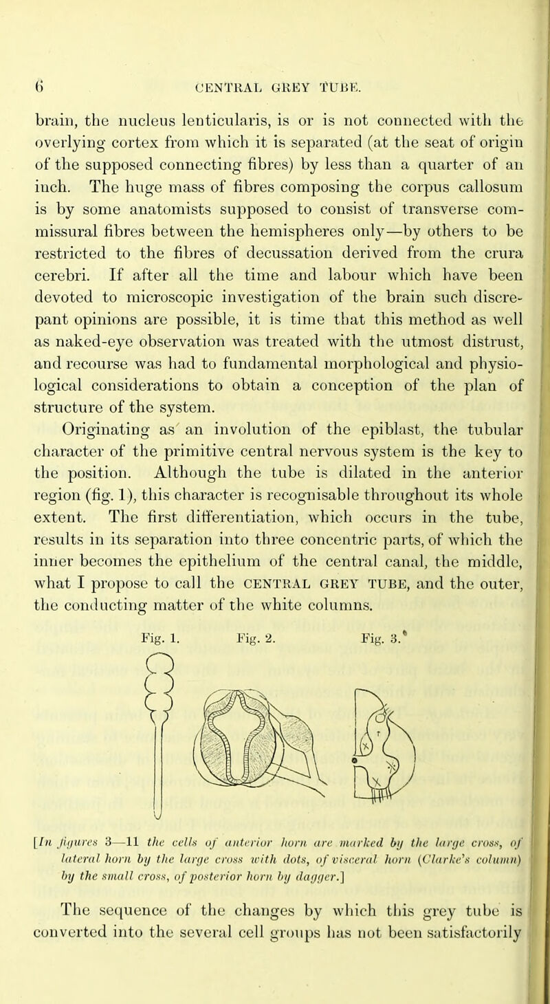 brain, the nucleus lenticularis, is or is not connected with the overlying cortex from which it is separated (at the seat of origin of the supposed connecting fibres) by less than a quarter of an inch. The huge mass of fibres composing the corpus callosum is by some anatomists supposed to consist of transverse com- missural fibres between the hemispheres only—by others to be restricted to the fibres of decussation derived from the crura cerebri. If after all the time and labour which have been devoted to microscopic investigation of the brain such discre- pant opinions are possible, it is time that this method as well as naked-eye observation was treated with the utmost distrust, and recourse was had to fundamental morphological and physio- logical considerations to obtain a conception of the plan of structure of the system. Originating as an involution of the epiblast, the tubular character of the primitive central nervous system is the key to the position. Although the tube is dilated in the anterior region (fig. 1), this character is recognisable throughout its whole extent. The first differentiation, which occurs in the tube, results in its separation into three concentric parts, of which the inner becomes the epithelium of the central canal, the middle, what I propose to call the CENTRAL GREY TUBE, and the outer, the conducting matter of the white columns. Fig. 1. Fig. 2. Fig. 3.* [In fijiurcs 3—11 the cclU of anterior horn are marked by the large cross, of la teral horn by the large cross with dots, of visceral horn {Clurkc's column) by the small cross, of posterior horn by dagger.] The sequence of the changes by which this grey tube is converted into the several cell groups has not been satisfactorily I