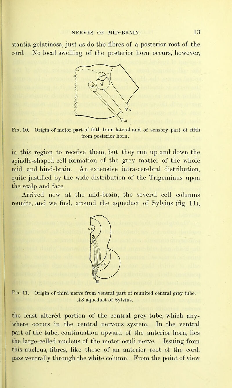 stantia gelatinosa., just as do the fibres of a posterior root of the cord. No local swelling of the posterior horn occurs, however, Pig. 10. Origin of motor part of fifth from lateral and of sensory part of fifth from posterior horn. in this region to receive them, but they run up and down the spindle-shaped cell formation of the grey matter of the whole mid- and hind-brain. An extensive intra-cerebral distribution, quite justified by the wide distribution of the Trigeminus upon the scalp and face. Arrived now at the mid-brain, the several cell columns reunite, and we find, around the aqueduct of Sjdvius (fig. 11), Fig. 11. Origin of third nerve from ventral part of reunited central grey tube. AS aqueduct of Sylvius. the least altered portion of the central grey tube, which any- where occurs in the central nervous system. In the ventral part of the tube, continuation upward of the anterior horn, lies the large-celled nucleus of the motor oculi nerve. Issuing from this nucleus, fibres, like those of an anterior root of the cord, pass ventrally through the white column. From the point of view