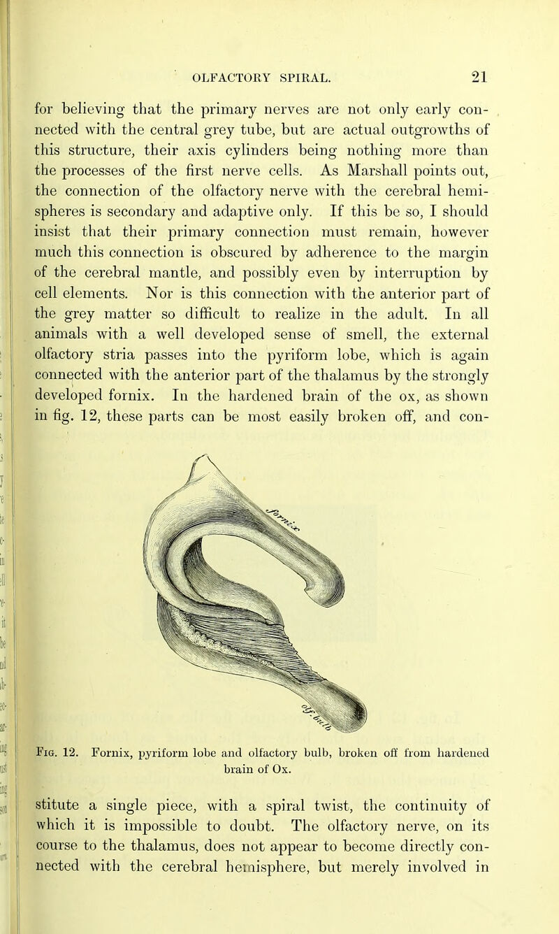 for believing that the primary nerves are not only early con- nected with the central grey tube, but are actual outgrowths of this structure, their axis cylinders being nothing more than the processes of the first nerve cells. As Marshall points out, the connection of the olfactory nerve with the cerebral hemi- spheres is secondary and adaptive only. If this be so, I should insist that their primary connection must remain, however much this connection is obscured by adherence to the margin of the cerebral mantle, and possibly even by interruption by cell elements. Nor is this connection with the anterior part of the grey matter so difficult to realize in the adult. In all animals with a well developed sense of smell, the external olfactory stria passes into the pyriform lobe, which is again connected with the anterior part of the thalamus by the strongly developed fornix. In the hardened brain of the ox, as shown in fig. 12, these parts can be most easily broken off, and con- FiG. 12. Fornix, pyriform lobe and olfactory bulb, broken off from hardened brain of Ox. stitute a single piece, with a spiral twist, the continuity of which it is impossible to doubt. The olfactory nerve, on its course to the thalamus, does not appear to become directly con- nected with the cerebral hemisphere, but merely involved in