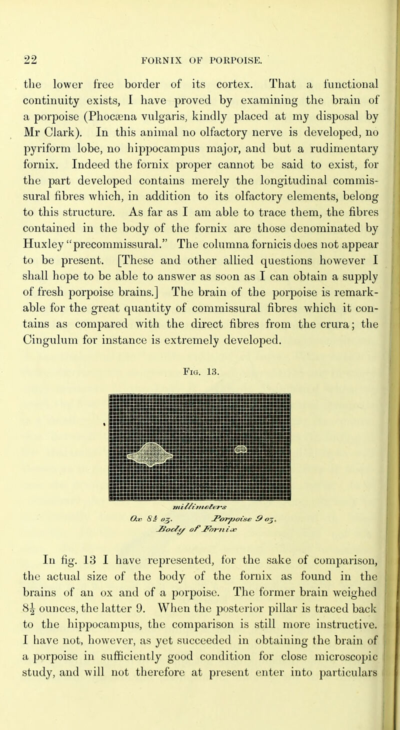 the lower free border of its cortex. That a functional continuity exists, I have proved by examining the brain of a porpoise (Phocsena vulgaris, kindly placed at my disposal by Mr Clark). In this animal no olfactory nerve is developed, no pyriform lobe, no hippocampus major, and but a rudimentary fornix. Indeed the fornix proper cannot be said to exist, for the part developed contains merely the longitudinal commis- sural fibres which, in addition to its olfactory elements, belong to this structure. As far as I am able to trace them, the fibres contained in the body of the fornix are those denominated by Huxley precommissural. The columna fornicis does not appear to be present. [These and other allied questions however I shall hope to be able to answer as soon as I can obtain a supply of fresh porpoise brains.] The brain of the porpoise is remark- able for the great quantity of commissural fibres which it con- tains as compared with the direct fibres from the crura; the Cingulum for instance is extremely developed. Fig. 13. ■ ■ ■■■■■■■■■■■■■1 ■■ ■ ■ ■ ■ ■ ■■■■■■■■■■■■■1 ■■■■■■■■■■■■■■ ■ ■■ ■ ■■■■■■■■■■■■■■ ■■■■■■■■■■■■■■ ■■■ ■■■ ■■■ ■ ■ ■ ■ ,, ■ ■■■■■■■aiBl'liai ■■■■■■■■■■■■■I ■ ■■■■■ n ;■:! ! K ■ ■■ u ■■ ■■■■■■ ■■ ■ ■■■■■■ ■■ ■ ■■ ■■■us ■■■■ ■■■■■■ ■■■■ BiS 'a(>vu SS ■ ■■ ■■ ■■■■■ ■ ■ ■■■■■■j ■■■■■■ ■ ■ ■ ■ ■■■■ ■ ■ ■iii ■ ■■■■ m ■■■■ ■ ■mm ■■■■■■■■■ ■■■■I ■■■ ■■■■B ■■ ■■■■ ■■ ■■■■ ■■ ■Hi ■■ ifH mi ■■■■ ■■ ■■■■■ ■■ ■ ■■■ ■■ ■■■■■ !■■■■ ■■■■ ■■■■ ■■■ ■■■ ■ ■ ■■■■ ■■n ■ ■ ■ ■ ■ ■ 7/1 i //ijiict^fs O.K 8i 05. JPorpoise O oj. In fig. 13 I have represented, for the sake of comparison, the actual size of the body of the fornix as found in the brains of an ox and of a porpoise. The former brain weighed %\ ounces, the latter 9. When the posterior pillar is traced back to the hippocampus, the comparison is still more instructive. I have not, however, as yet succeeded in obtaining the brain of a porpoise in sufiiciently good condition for close microscopic study, and will not therefore at present enter into particulars