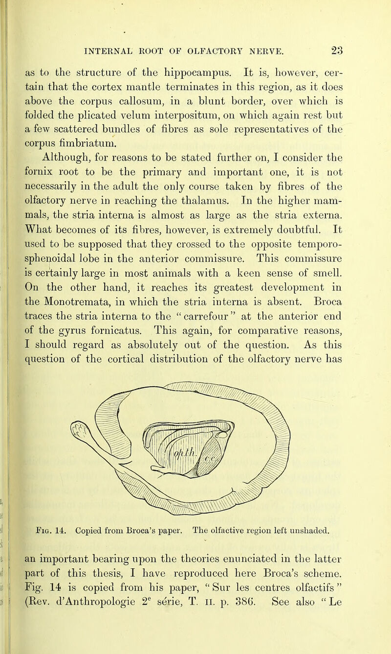 as to the structure of the hippocampus. It is, however, cer- tain that the cortex mantle terminates in this region, as it does above the corpus callosum, in a blunt border, over which is folded the plicated velum interpositum, on which again rest but a few scattered bundles of fibres as sole representatives of the corpus fimbriatum. Although, for reasons to be stated further on, I consider the fornix root to be the primary and important one, it is not necessarily in the adult the only course taken by fibres of the olfactory nerve in reaching the thalamus. In the higher mam- mals, the stria interna is almost as large as the stria externa. What becomes of its fibres, however, is extremely doubtful. It used to be supposed that they crossed to the opposite temporo- sphenoidal lobe in the anterior commissure. This commissure is certainly large in most animals with a keen sense of smell. On the other hand, it reaches its greatest development in the Monotremata, in which the stria interna is absent. Broca traces the stria interna to the  carrefour  at the anterior end of the gyrus fornicatus. This again, for comparative reasons, I should regard as absolutely out of the question. As this question of the cortical distribution of the olfactory nerve has Fig. 14. Copied from Broca's paper. The olfactive region left unshaded. an important bearing upon the theories enunciated in the latter part of this thesis, I have reproduced here Broca's scheme. Fig. 14 is copied from his paper,  Sur les centres olfactifs  (Rev. d'Anthropologie 2'' serie, T. ii. p. 386. See also  Le