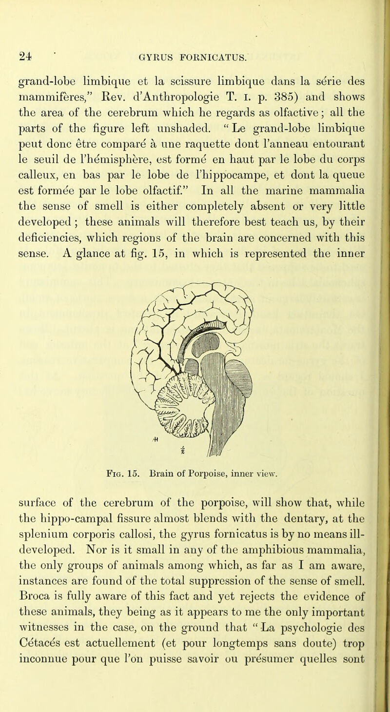 grand-lobe limbique et la scissure limbique dans la serie des mammiferes, Rev. d'Anthropologie T. I. p. 385) and shows the area of the cerebrum which he regards as olfactive; all the parts of the figure left unshaded.  Le grand-lobe limbique peut done etre compare a une raquette dont I'anneau entourant le seuil de I'hemisphere, est forme en haut par le lobe du corps calleux, en bas par le lobe de I'hippocampe, et dont la queue est formee par le lobe olfactif. In all the marine mammalia the sense of smell is either completely absent or very little developed ; these animals will therefore best teach us, by their deficiencies, which regions of the brain are concerned with this sense. A glance at fig. 15, in which is represented the inner surfece of the cerebrum of the porpoise, will show that, while the hippo-campal fissure almost blends with the dentary, at the splenium corporis callosi, the gyrus fornicatus is by no means ill- developed. Nor is it small in any of the amphibious mammalia, i the only groups of animals among which, as far as I am aware, j instances are found of the total suppression of the sense of smell, j Broca is fully aware of this fact and yet rejects the evidence of I these animals, they being as it appears to me the only important ' witnesses in the case, on the ground that  La psychologic des Cetaces est actuellement (et pour longtemps sans doute) trop • inconnue pour que Ton puisse savoir ou presumer quelles sont Fig. 15. Brain of Porpoise, inner view.