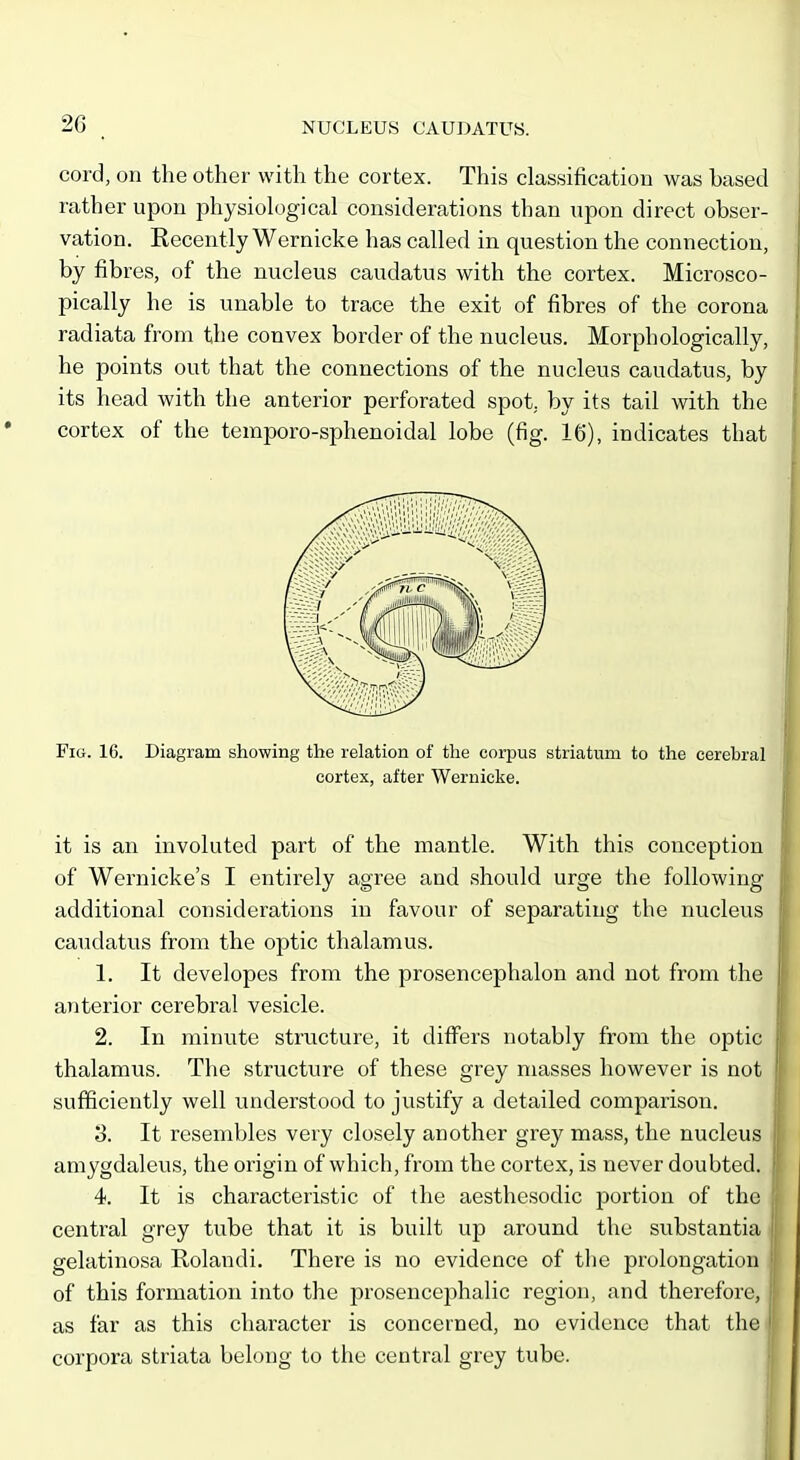 cord, on the other with the cortex. This classification was based rather upon physiological considerations than upon direct obser- vation. Recently Wernicke has called in question the connection, by fibres, of the nucleus caudatus with the cortex. Microsco- pically he is unable to trace the exit of fibres of the corona radiata from the convex border of the nucleus. Morphologically, he points out that the connections of the nucleus caudatus, by its head with the anterior perforated spot, by its tail with the cortex of the temporo-sphenoidal lobe (fig. 16), indicates that Fig. 16. Diagram showing the relation of the corpus striatum to the cerebral cortex, after Wernicke. it is an involuted part of the mantle. With this conception of Wernicke's I entirely agree and should urge the following additional considerations in favour of separating the nucleus caudatus from the optic thalamus. 1. It developes from the prosencephalon and not from the anterior cerebral vesicle. 2. In minute structure, it differs notably from the optic thalamus. The structure of these grey masses however is not sufficiently well understood to justify a detailed comparison. 3. It resembles very closely another grey mass, the nucleus amygdaleus, the origin of which, from the cortex, is never doubted. 4. It is characteristic of the aesthesodic portion of the central grey tube that it is built up around the substantia gelatinosa Rolandi. There is no evidence of the prolongation of this formation into the prosencephalic region, and therefore, as far as this character is concerned, no evidence that thei corpora striata belong to the central grey tube.