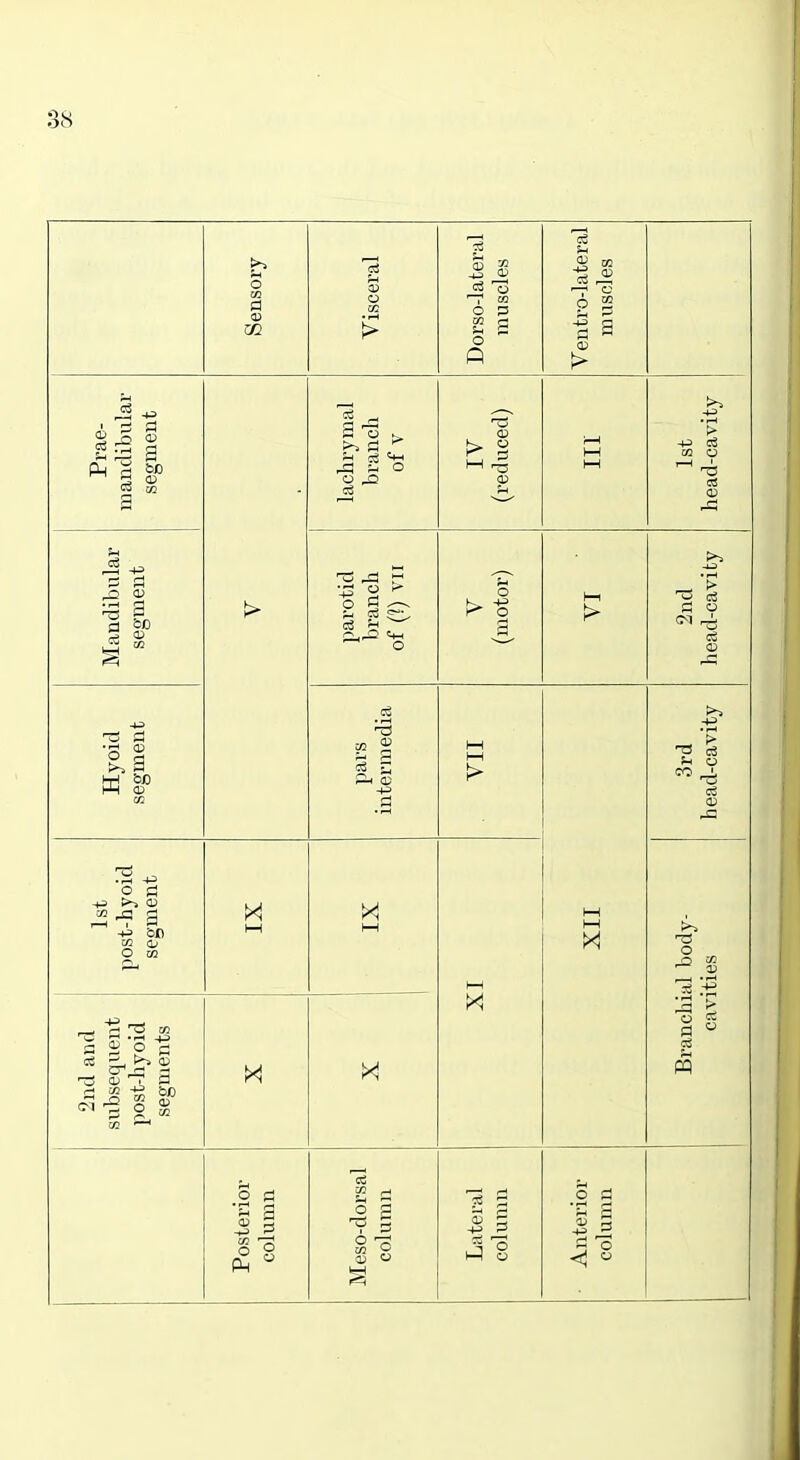 Sensory Visceral Dorso-lateral muscles Ventro-lateral muscles Prae- mandibular segment lachrymal branch of V IV (reduced) 1—1 1st head-cavity Mandibular segment > parotid branch of (?) VII V (motor) 1—1 |> 2nd head-cavity Hyoid segment pai's intermedia IIA 3rd head-cavity 1st post-hyoi segmeni 1—1 X 1—( X h-1 1—1 X al body- ities 2nd and subsequent post-liyoid segments X! X Branchi cavi Posterior column Meso-dorsal column Lateral column Anterior column