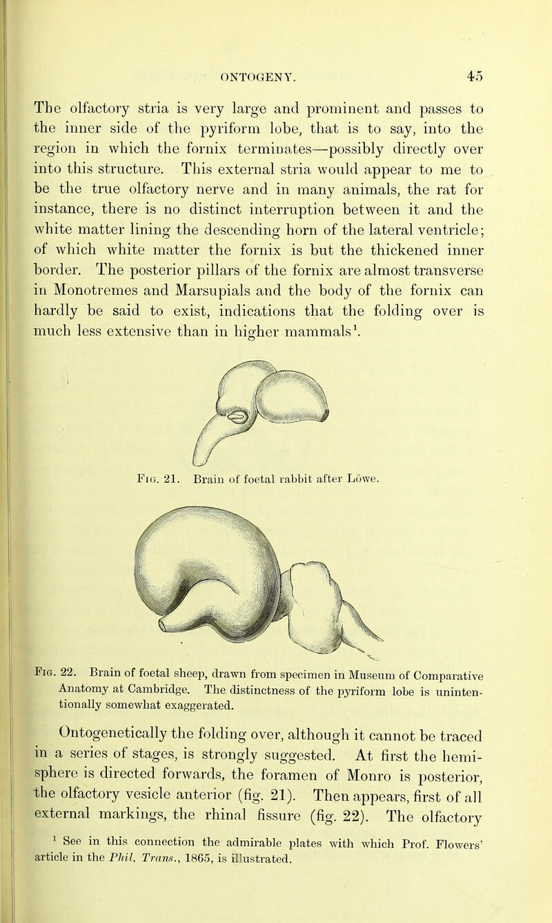 The olfactory stria is very large and prominent and passes to the inner side of the pyriform lobe, that is to say, into the region in which the fornix termirjates—possibly directly over into this structure. This external stria would appear to me to be the true olfactory nerve and in many animals, the rat for instance, there is no distinct interruption between it and the white matter lining the descending horn of the lateral ventricle; of which white matter the fornix is but the thickened inner border. The posterior pillars of the fornix are almost transverse in Monotremes and Marsupials and the body of the fornix can hardly be said to exist, indications that the folding over is much less extensive than in higher mammals \ Fig. 21. Brain of foetal rabbit after Lowe. Fig. 22. Brain of foetal sheep, drawn from specimen in Museum of Comparative Anatomy at Cambridge. The distinctness of the pyriform lobe is uninten- tionally somewhat exaggerated. Ontogenetically the folding over, although it cannot be traced in a series of stages, is strongly suggested. At first the hemi- sphere is directed forwards, the foramen of Monro is posterior, the olfactory vesicle anterior (fig. 21). Then appears, first of all external markings, the rhinal fissure (fig. 22). The olfactory ' See in this connection the admirable plates with which Prof. Flowers' article in the Phil. Trans., 1865, is illustrated.