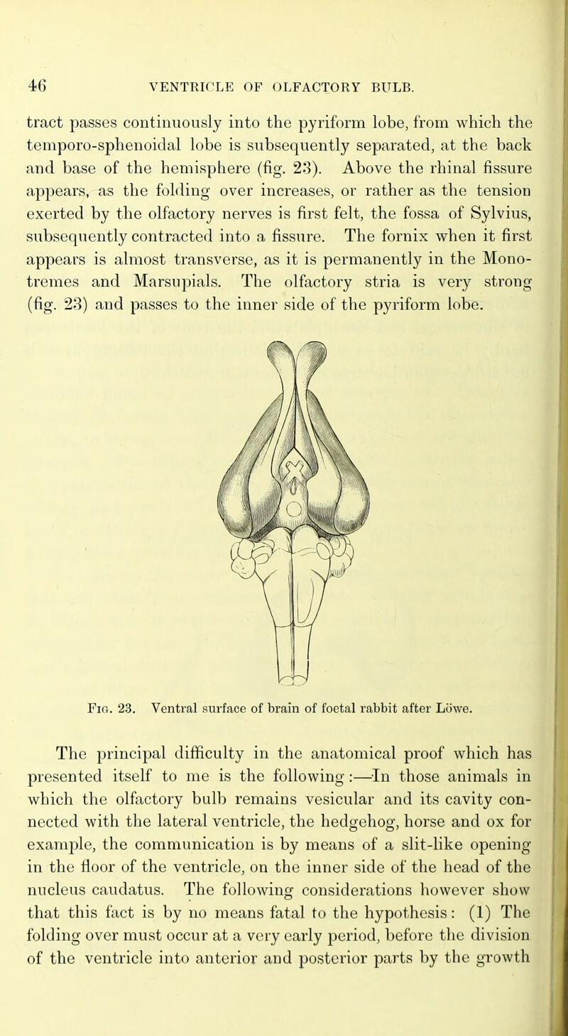 tract passes continuously into the pyriform lobe, from which the temporo-sphenoidal lobe is subsequently separated, at the back and base of the hemisphere (fig. 23). Above the rhinal fissure appears, as the folding over increases, or rather as the tension exerted by the olfactory nerves is first felt, the fossa of Sylvius, subsequently contracted into a fissure. The fornix when it first appears is almost transverse, as it is permanently in the Mono- tremes and Marsupials. The olfactory stria is very strong (fig. 28) and passes to the inner side of the pyriform lobe. Fig. 23. Ventral surface of brain of foetal rabbit after Liiwe. The principal difficulty in the anatomical proof which has presented itself to me is the following:—In those animals in which the olfactory bulb remains vesicular and its cavity con- nected with the lateral ventricle, the hedgehog, horse and ox for example, the communication is by means of a slit-like opening in the floor of the ventricle, on the inner side of the head of the nucleus caudatus. The following considerations however show that this fact is by no means fatal to the hypothesis: (1) The folding over must occur at a very early period, before the division of the ventricle into anterior and posterior parts by the growth