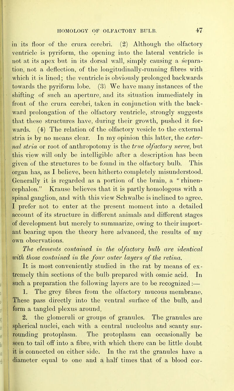 in its floor of the crura cerebri. (2) Although the olfactory ventricle is pyriform, the opening into the lateral ventricle is not at its apex but in its dorsal wall, simply causing a separa- tion, not a deflection, of the longitudinally-running fibres with which it is lined; the ventricle is obviously prolonged backwards towards the pyriform lobe. (8) We have many instances of the shifting of such an aperture, and its situation immediately in front of the crura cerebri, taken in conjunction with the back- ward prolongation of the olfactory ventricle, strongly suggests that these structures have, during their growth, pushed it for- wards. (4) The relation of the olfactory vesicle to the external stria is by no means clear. In my opinion this latter, the exter- nal stria or root of anthropotomy is the true olfactory nerve, but this view will only be intelligible after a description has been given of the structures to be found in the olfactory bulb. This organ has, as I believe, been hitherto completely misunderstood. Generally it is regarded as a portion of the brain, a  rhiuen- cephalon. Krause believes that it is partly homologous with a spinal ganglion, and with this view Schwalbe is inclined to agree. I prefer not to enter at the present moment into a detailed account of its structure in different animals and different stages of development but merely to summarize, owing to their import- ant bearing upon the theory here advanced, the results of my own observations. The elements contained in the olfactory bulb are identical with those contained in the four outer layers of the retina. It is most conveniently studied in the rat by means of ex- tremely thin sections of the bulb prepared with osmic acid. In such a preparation the following layers are to be recognized:— 1. The grey fibres from the olfactory mucous membrane. These pass directly into the ventral surface of the bulb, and form a tangled plexus around, 2. the glomeruli or groups of granules. The gramiles are spherical nuclei, each with a central nucleolus and scanty sur- rounding protoplasm. The protoplasm can occasionally be seen to tail off into a fibre, with which there can be little doubt it is connected on either side. In the rat the granules have a diameter equal to one and a half times that of a blood cor-