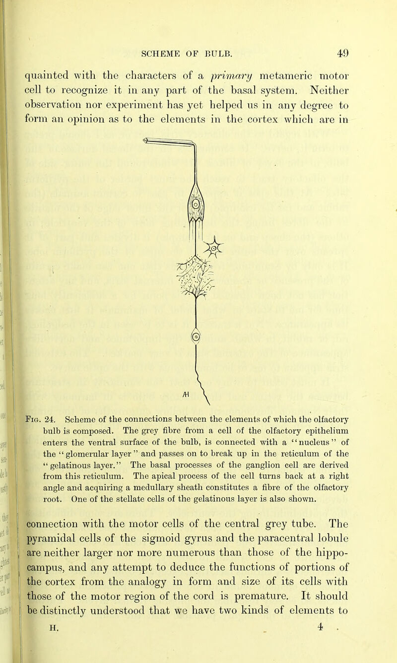 quainted with the characters of a primary metameric motor cell to recognize it in any part of the basal system. Neither observation nor experiment has yet helped us in any degree to form an opinion as to the elements in the cortex which are in Fig. 24. Scheme of the connections between the elements of which the olfactory bulb is composed. The grey fibre from a cell of the olfactory epithelium enters the ventral surface of the bulb, is connected with a nucleus of the glomerular layer and passes on to break up in the reticulum of the  gelatinous layer. The basal processes of the ganglion cell are derived from this reticulum. The apical process of the cell turns back at a right angle and acquiring a medullary sheath constitutes a fibre of the olfactory root. One of the stellate cells of the gelatinous layer is also shown. nnection with the motor cells of the central grey tube. The pyramidal cells of the sigmoid gyrus and the paracentral lobule are neither larger nor more numerous than those of the hippo- campus, and any attempt to deduce the functions of portions of the cortex from the analogy in form and size of its cells -with those of the motor region of the cord is premature. It should be distinctly understood that we have two kinds of elements to H. . 4 .