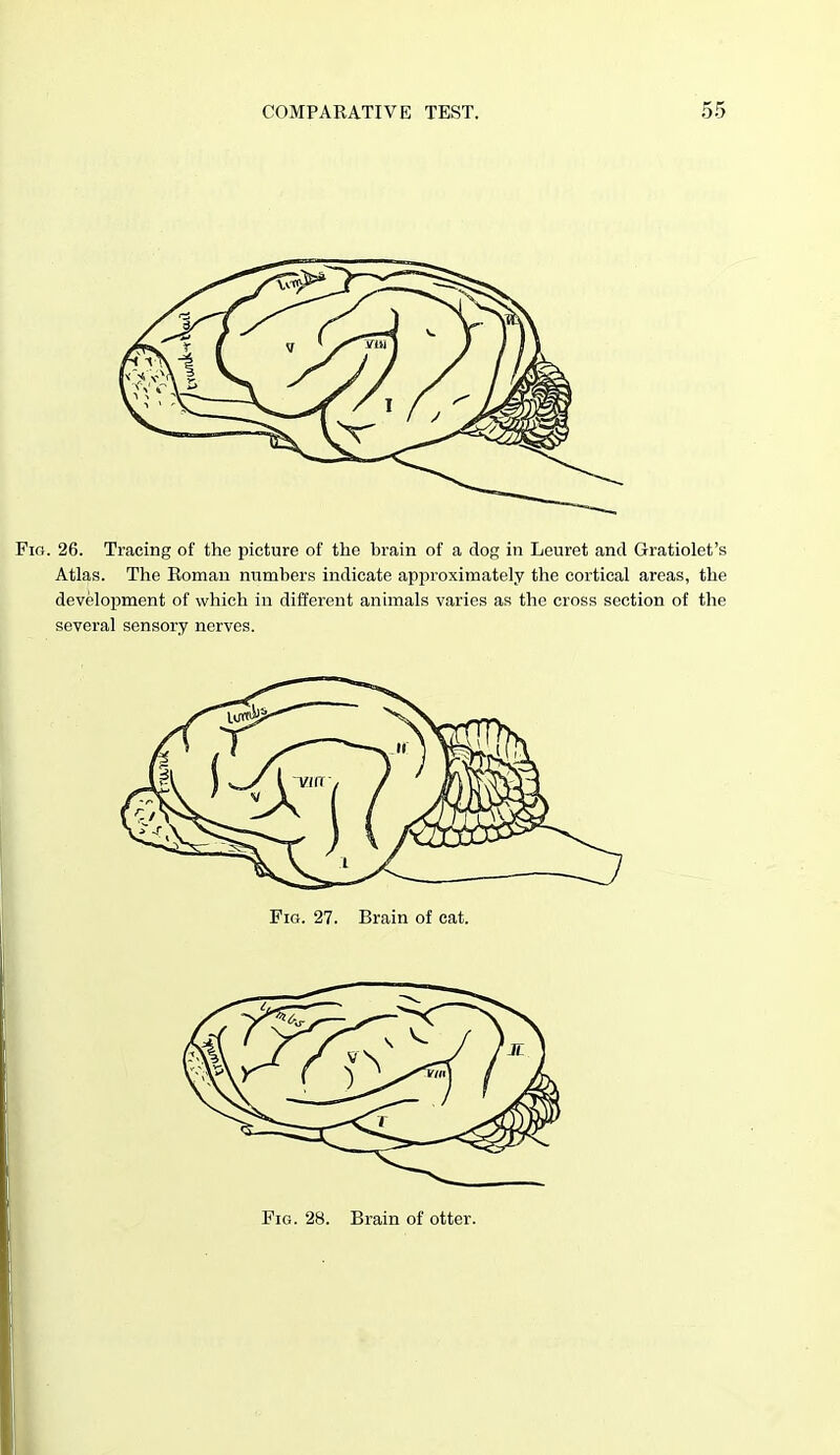 Fig. 26. Tracing of the picture of the brain of a dog in Leuret and Gratiolet's Atlas. The Roman numbers indicate approximately the cortical areas, the development of which in different anhnals varies as the cross section of the several sensory nerves. Fig. 27. Brain of cat. Fig. 28. Brain of otter.