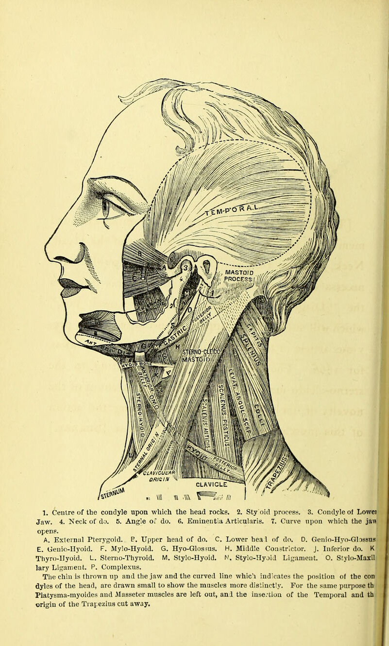 1. Centre of the condyle upon which the head rocks. 2. Sty okl process. 3. Condyle of Lowei^ Jaw. 4. Neck of do. 5. Angle of do. 6. Emineutia Articularis. 7. Curve npon which the jaw opens. A. Exierniil Pterygoid. P. Upper head of do. C. Lower heal of do. D. Genio-Hyo-Glossns E. Geiiio-IIyoid. F. Mylo-Hyoid. G. Hyo-Glos5US. H. Middle Constrictor. J. Inferior do. K Thyro-llyoid. L. Sterno-Thyroid. M. Stylo-Hyoid. Stylo-Hyjid Ligament. O. Stylo-Maxili lary Ligament. P. Complexus. Tlie chin is thrown up and the jaw and the curved line whic'i ind'oates the position o( the con dyles of the head, arc drawn small to show the muscles more distinctly. For the same purpose th Platysma-myoides and ilasseter muscles are left out, an.l the inse.-liou of the Temporal and tb origin of the Traj ezius cut away.