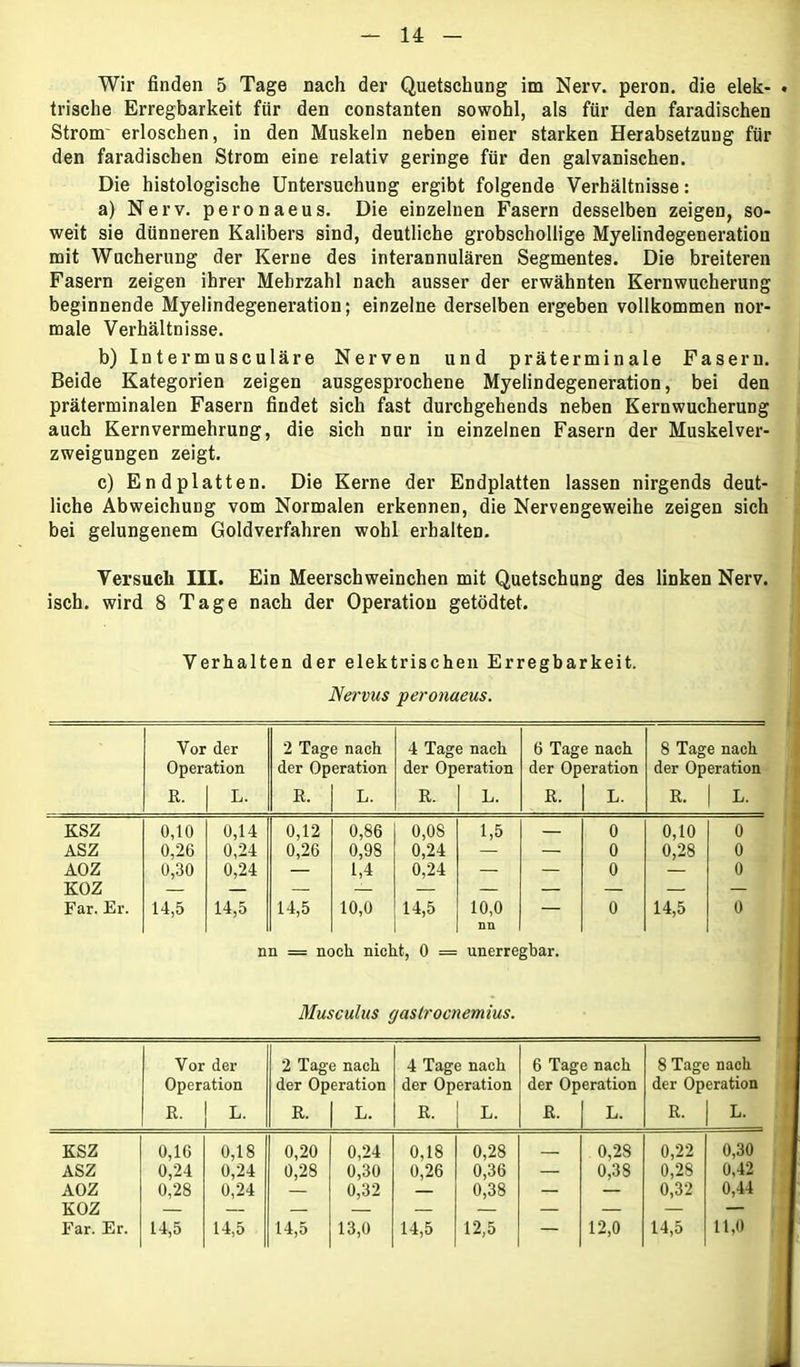 Wir finden 5 Tage nach der Quetschung im Nerv, peron. die elek- trische Erregbarkeit für den constanten sowohl, als für den faradischen Strom’ erloschen, in den Muskeln neben einer starken Herabsetzung für den faradischen Strom eine relativ geringe für den galvanischen. Die histologische Untersuchung ergibt folgende Verhältnisse: a) Nerv, peronaeus. Die einzelnen Fasern desselben zeigen, so- weit sie dünneren Kalibers sind, deutliche grobschollige Myelindegeneration mit Wucherung der Kerne des interannulären Segmentes. Die breiteren Fasern zeigen ihrer Mehrzahl nach ausser der erwähnten Kernwucherung beginnende Myelindegeneration; einzelne derselben ergeben vollkommen nor- male Verhältnisse. b) Intermusculäre Nerven und präterminale Fasern. Beide Kategorien zeigen ausgesprochene Myelindegeneration, bei den präterminalen Fasern findet sich fast durchgehends neben Kernwucherung auch Kernvermehrung, die sich nur in einzelnen Fasern der Muskelver- zweigungen zeigt. c) Endplatten. Die Kerne der Endplatten lassen nirgends deut- liche Abweichung vom Normalen erkennen, die Nervengeweihe zeigen sich bei gelungenem Goldverfahren wohl erhalten. Versuch III. Ein Meerschweinchen mit Quetschung des linken Nerv, isch. wird 8 Tage nach der Operation getödtet. Verhalten der elektrischen Erregbarkeit. Nervus peronaeus. Vor der 2 Tage nach 4 Tage nach 6 Tage nach 8 Tage nach Operation der Operation der Operation der Operation der Operation R. L. R. L. R. L. R. L. R. L. K.SZ 0,10 0,14 0,12 0,86 0,08 1,5 — 0 0,10 0 ASZ 0,26 0,24 0,26 0,98 0,24 — 0 0,28 0 AOZ 0,30 0,24 — 1,4 0,24 — — 0 — 0 KOZ Far. Er. 14,5 14,5 14,5 10,0 14,5 10,0 — 0 14,5 0 nn nn = noch nicht, 0 = unerregbar. Musculus (jaslrocnemius. Vor der 2 Tage nach 4 Tage nach 6 Tage nach 8 Tage nach Operation der Operation der Operation der Operation der Operation R. L. R. L. R. L. R. L. R. L. KSZ 0,16 0,18 0,20 0,24 0,18 0,28 0,28 0,22 0,30 ASZ 0,24 0,24 0,28 0,30 0,26 0,36 — 0,38 0,28 0,42 AOZ 0,28 0,24 — 0,32 — 0,38 ■»- — 0,32 0,44