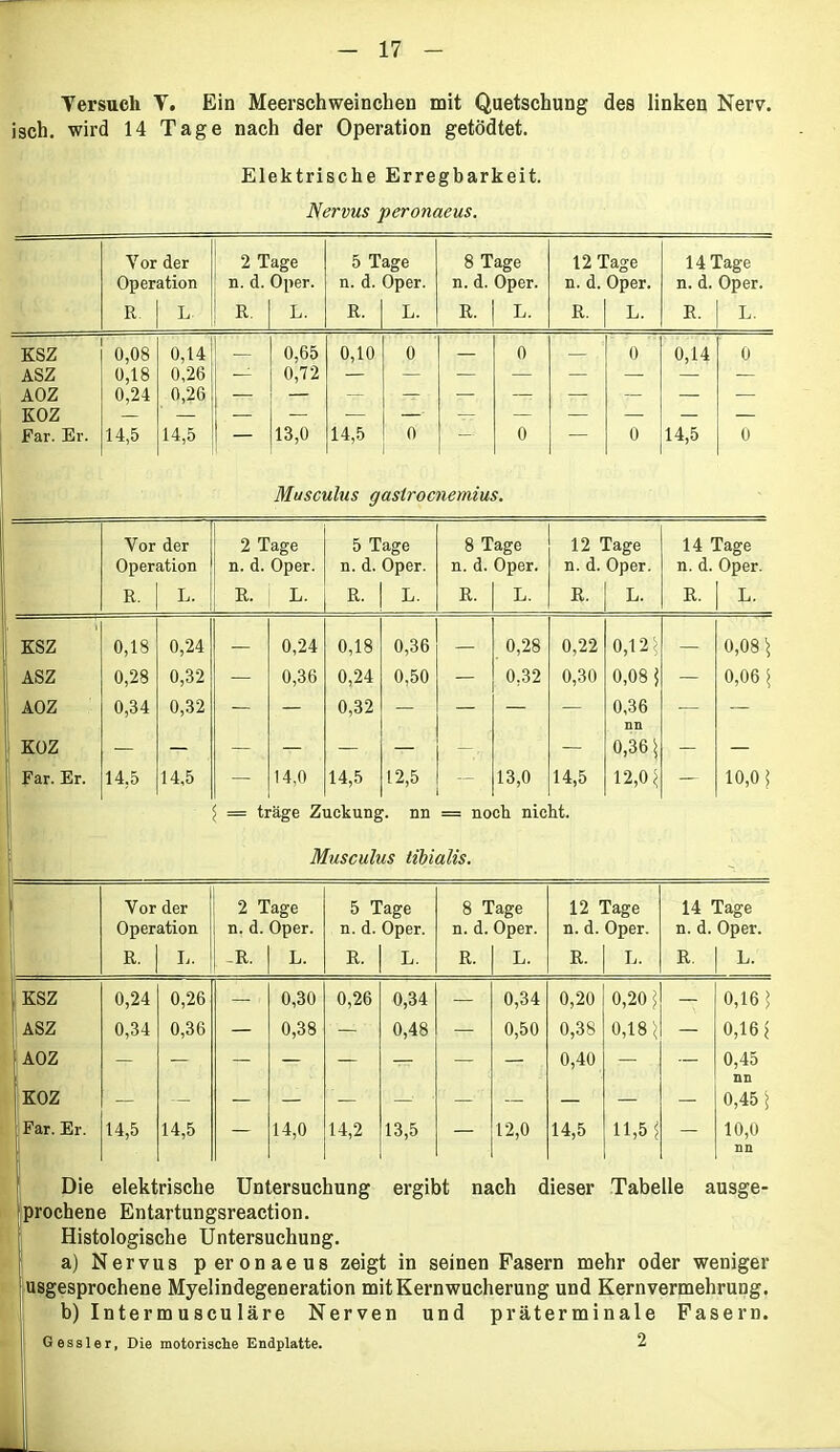 Versuch Y. Ein Meerschweinchen mit Quetschung des linken Nerv, isch. wird 14 Tage nach der Operation getödtet. Elektrische Erregbarkeit. Nervus peronaeus. Vor der 2 Tage 5 Tage 8 Tage 12 Tage 14 Tage Operation n. d. Oper. n. d. Oper. n. d. Oper. n. d. Oper. n. d. Oper. R. L R. L. R. L. R. L. R. L. R. L. KSZ 0,08 0,14 0,65 0,10 0 — 0 0 0,14 0 ASZ 0,18 0,26 — 0,72 AOZ 0,24 0,26 — KOZ Far. Er. 14,5 14,5 — 13,0 14,5 0 — 0 — ° 14,5 0 Musculus gaslrocnemius. Vor der Operation 2 Tage n. d. Oper. 5 Tage n. d. Oper. 8 Tage n. d. Oper. 12 Tage n. d. Oper. 14 Tage n. d. Oper. R. L. R. L. R. L. R. L. R. L. R. L. KSZ 0,18 0,24 — 0,24 0,18 0,36 — 0,28 0,22 0,12* — 0,08 * ASZ 0,28 0,32 0,36 0,24 0,50 — 0,32 0,30 0,08 j — 0,06 * AOZ 0,34 0,32 — — 0,32 — — — — 0,36 — — nn KOZ — — — — — — - — 0,36 * - — Far. Er. 14,5 14,5 — 14,0 14,5 12,5 ' 13,0 14,5 12,0* — 10,0* = träge Zuckung, nn = noch nicht. hl Musculus tibialis. ■b Vor der Operation 2 Tage n. d. Oper. 5 Tage n. d. Oper. 8 Tage n. d. Oper. 12 Tage n. d. Oper. 14 Tage n. d. Oper. I R. I, -R. L. R. L. R. L. R. L. R. L. KSZ 0,24 0,26 — 0,30 0,26 0,34 — 0,34 0,20 0,20 * — 0,16* [ASZ 0,34 0,36 — 0,38 — 0,48 — 0,50 0,38 0,18* — 0,16* AOZ — — — — — — — — 0,40 — — 0,45 [ nn KOZ 0,45* Far. Er. 14,5 14,5 — 14,0 14,2 13,5 — 12,0 14,5 11,5* — 10,0 nn Die elektrische Untersuchung ergibt nach dieser Tabelle ausge- prochene Entartungsreaction. Histologische Untersuchung. a) Nervus peronaeus zeigt in seinen Fasern mehr oder weniger usgesprochene Myelindegeneration mitKernwucherung und Kernvermehrung. b) Intermusculäre Nerven und präterminale Fasern. Gessler, Die motorische Enclplatte. 2