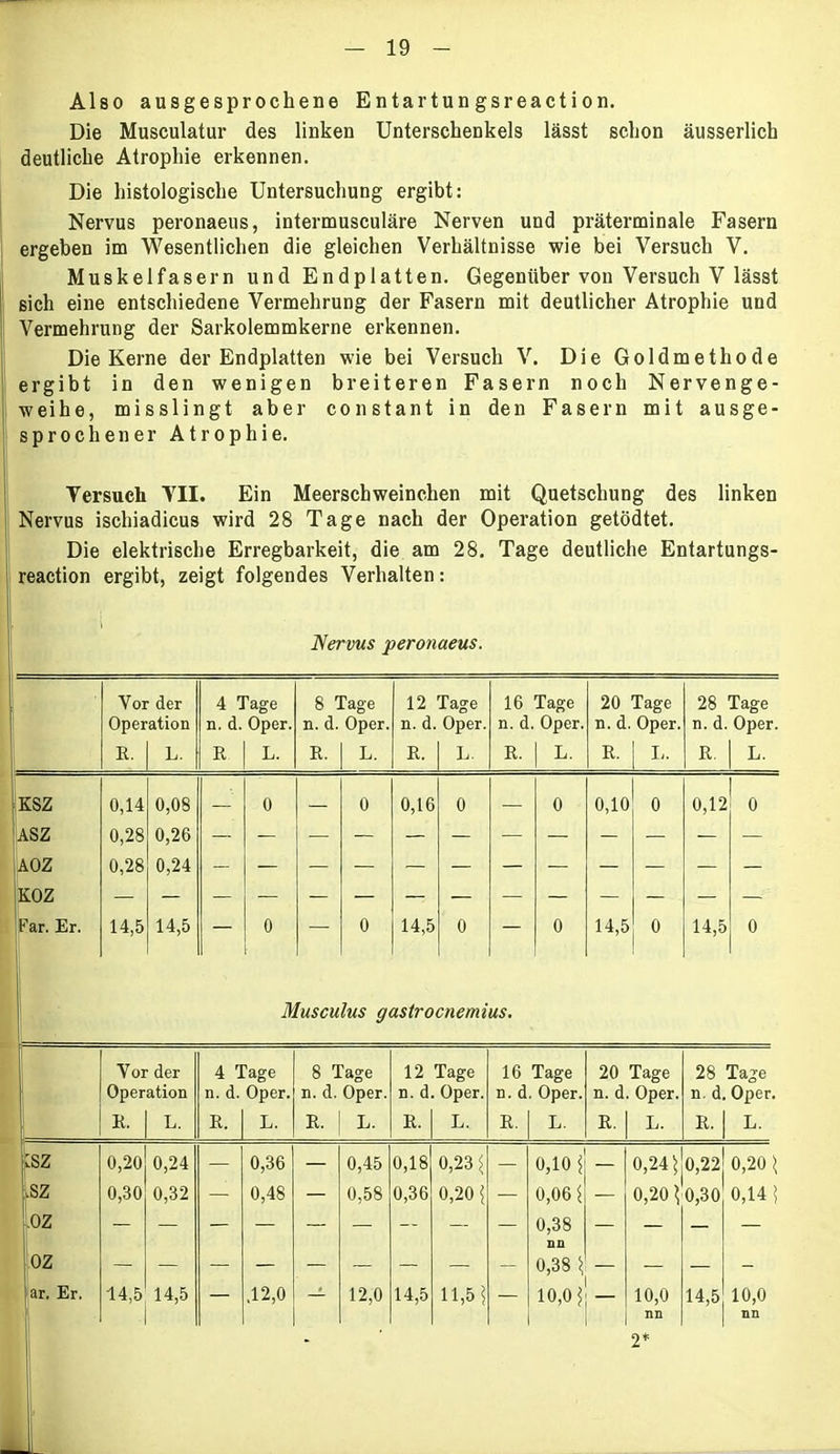 Also ausgesprochene Entartungsreaction. Die Musculatur des linken Unterschenkels lässt schon äusserlich deutliche Atrophie erkennen. Die histologische Untersuchung ergibt: Nervus peronaeus, intermusculäre Nerven und präterminale Fasern ergeben im Wesentlichen die gleichen Verhältnisse wie bei Versuch V. Muskelfasern und Endplatten. Gegenüber von Versuch V lässt sich eine entschiedene Vermehrung der Fasern mit deutlicher Atrophie und Vermehrung der Sarkolemmkerne erkennen. Die Kerne der Endplatten wie bei Versuch V. Die Goldmethode ergibt in den wenigen breiteren Fasern noch Nervenge- weihe, misslingt aber constant in den Fasern mit ausge- sprochener Atrophie. Versuch VII. Ein Meerschweinchen mit Quetschung des linken Nervus ischiadicus wird 28 Tage nach der Operation getödtet. Die elektrische Erregbarkeit, die am 28. Tage deutliche Entartungs- reaction ergibt, zeigt folgendes Verhalten: Nervus peronaeus. Vor der 4 Tage 8 Tage 12 Tage 16 Tage 20 Tage 28 Tage Operation n. d. Oper. n. d. Oper. n. d. Oper. n. d. Oper. n. d. Oper. n. d. Oper. 1 E. L. E L. E. L. E. L. E. 1 L E. L. E. L. KSZ 0,14 0,08 — 0 0 0,16 0 — 0 0,10 0 0,12 0 ASZ 0,28 0,26 AOZ 0,28 0,24 KOZ Far. Er. 14,5 14,5 — 0 • — 0 14,5 0 — 0 14,5 0 14,5 0 Musculus gastrocnemius. Vor der 4 Tage 8 Tage 12 Tage 16 Tage 20 Tage 28 Tage Operation n. d. Oper. n. d. Oper. n. d. Oper. n. d. Oper. n. d Oper. n. d. Oper. E. L. E. L. E. L. E. L. E. L. E. L. E.| L. bz 0,20 0,24 — 0,36 — 0,45 0,18 0,23 5 — 0,105 — 0,24) 0,22 0,20 5 Lsz 0,30 0,32 — 0,48 — 0,58 0,36 0,20 5 — 0,06 5 — 0,20 5 0,30 0,14 5 .UZ oz 0,38 nn 0 38 5 ar. Er. 14,5 14,5 ,12,0 1 12,0 14,5 11,5 5 10,05 ___ 10,0 14,5 10,0 nn nn 2