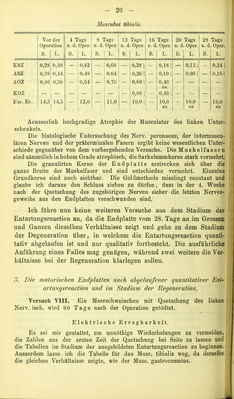 Musculus tibialis. Vor der Operation 4 Tage n. d. Oper. 8 Tage n. d. Oper. 12 Tage n. d. Oper. 16 Tage n. d. Oper. 20 Tage n. d. Oper. ■ - i 28 Tage n. d. Oper. E. L. E. L. E. L. E. L. E. L. E. L. E. L. KSZ GO O 0,30 j — 0,42 — 0,60 — 0,28 ^ — 0,18* — 0,12* — 0,24* ASZ 0,38 0,44 — 0,48 — 0,64 — 0,26 * — 0,10* — 0,08 J — 0,16* AOZ 0,46 0,50 — 0,54 — 0,76 — 0,80 \ — 0,46 — — — — KOZ — — — - — — 0,86 * — 0,46* — — — — Far. Er. 14,5 14,5 — 12,0 — 11,0 — 10,0 5 — 10,0 Dil — 10,0 nn — 10,0 nn Aeusserlich hochgradige Atrophie der Musculatur des linken Unter- schenkels. Die histologische Untersuchung des Nerv, peronaeus, der intermuscu- lären Nerven und der präterminalen Fasern ergibt keine wesentlichen Unter- schiede gegenüber von dem vorhergehenden Versuche. Die Muskelfasern sind sämmtlich in hohem Grade atrophisch, dieSarkolemmkerne stark vermehrt. Die granulirten Kerne der Endplatte erstrecken sich über die ganze Breite der Muskelfaser und sind entschieden vermehrt. Einzelne Grundkerne sind noch sichtbar. Die Goldmethode misslingt constant und glaube ich daraus den Schluss ziehen zu dürfen, dass in der 4. Woche nach der Quetschung des zugehörigen Nerven sicher die letzten Nerven- geweihe aus den Endplatten verschwunden sind. Ich führe nun keine weiteren Versuche aus dem Stadium der Entartungsreaction an, da die Endplatte vom 28. Tage an im Grossen und Ganzen dieselben Verhältnisse zeigt und gehe zu dem Stadium der Degeneration über, in welchem die Entartungsreaction quanti- tativ abgelaufen ist und nur qualitativ fortbesteht. Die ausführliche Anführung eines Falles mag genügen, während zwei weitere die Ver- hältnisse bei der Regeneration klarlegen sollen. 3. Die motorischen Endplatten flach abgelaufener quantitativer Ent- artungsreaction und im Stadium der Regeneration. Versuch VIII. Ein Meerschweinchen mit Quetschung des linken Nerv. isch. wird 80 Tage nach der Operation getödtet. Elektrische Erregbarkeit. Es sei mir gestattet, um unnöthige Wiederholungen zu vermeiden, die Zahlen aus der ersten Zeit der Quetschung bei Seite zu lassen und die Tabellen im Stadium der ausgebildeten Entartungsreaction zu beginnen. Ausserdem lasse ich die Tabelle für den Muse, tibialis weg, da derselbe die gleichen Verhältnisse zeigte, wie der Muse, gastroenemius.