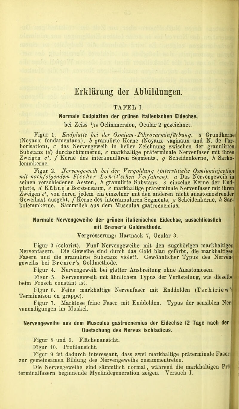 Erklärung der Abbildungen. TAFEL I. Normale Endplatten der grünen italienischen Eidechse, bei Zeiss ‘/is Oelimmersion, Ocular 2 gezeichnet. Figur 1. Endplatte bei der Osmium-Pikrocarminfärbung. a Grundkerne (Noyaux fondamentaux), b granulirte Kerne (Noyaux vaginaux und N. de l’ar- borisation), c das Nervengeweih in heller Zeichnung zwischen der granulirten, Substanz (d) durchschimmernd, e markhaltige präterminale Nervenfaser mit ihren Zweigen e', / Kerne des interannulären Segments, g Scheidenkerne, h Sarko- lemmkerne. Figur 2. Nervengeweih bei der Vergoldung (interstitielle Osmiuminjection mit nachfolgendem Fischer-Lömil'schen Verfahren), a Das Nervengeweih in seinen verschiedenen Aesten, b granulirte Substanz, c einzelne Kerne der End- platte, d Kühne's Borstensaum, e markhaltige präterminale Nervenfaser mit ihren Zweigen e1, von deren jedem ein einzelner mit den anderen nicht anastomosirender Geweihast ausgeht, /Kerne des interannulären Segments, g Scheidenkerne, h Sar- kolemmkerne. Sämmtlich aus dem Musculus gastrocnemius. Normale Nervengeweihe der grünen italienischen Eidechse, ausschliesslich mit Bremer’s Goldmethode. Vergrösserung: Hartnack 7, Ocular 3. Figur 3 (colorirt). Fünf Nervengeweihe mit den zugehörigen markhaltiger Nervenfasern. Die Geweihe sind durch das Gold blau gefärbt, die markhaltigei Fasern und die granulirte Substanz violett. Gewöhnlicher Typus des Nerven- geweihs bei Bremer’s Goldmethode. Figur 4. Nervengeweih bei glatter Ausbreitung ohne Anastomosen. Figur 5. Nervengeweih mit ähnlichem Typus der Verästelung, wie dieselbfj beim Frosch constant ist. Figur 6. Feine markhaltige Nervenfaser mit Enddolden (Tschiriew’i Terminaison en grappe). Figur 7. Marklose feine Faser mit Enddolden. Typus der sensiblen Neri venendigungen im Muskel. Nervengeweihe aus dem Musculus gastrocnemius der Eidechse 12 Tage nach der Quetschung des Nervus ischiadicus. Figur 8 und 9. Flächenansicht. Figur 10. Profilansicht. Figur 9 ist dadurch interessant, dass zwei markhaltige präterminale Faser zur gemeinsamen Bildung des Nervengeweihs zusammentreten. Die Nervengeweihe sind sämmtlich normal, während die markhaltigen Prä(| terminalfasern beginnende Myelindegeneration zeigen. Versuch I.