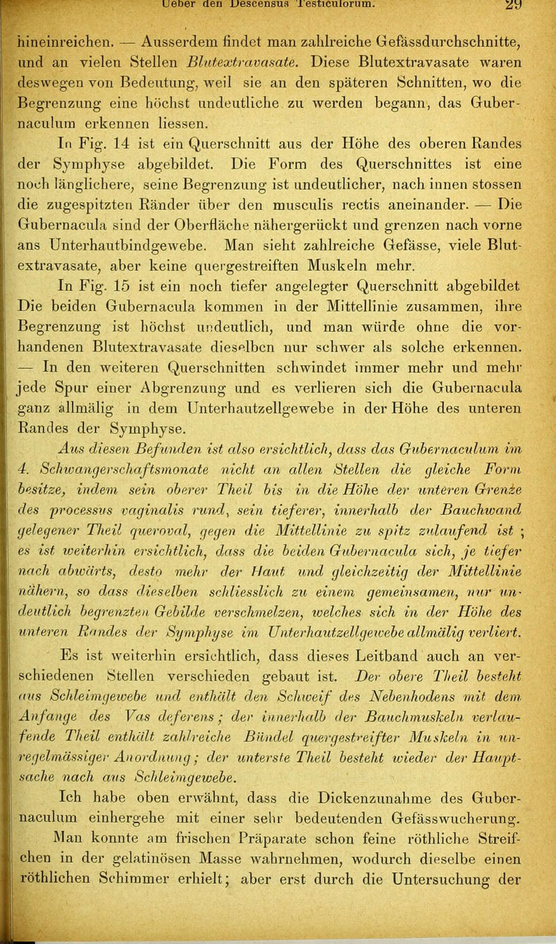 r hineinreichen. — Ausserdem findet man zahlreiche Gefässdurchschnitte, und an vielen Stellen Blutextravasate. Diese Blutextravasate waren deswegen von Bedeutung, weil sie an den späteren Schnitten, wo die Begrenzung eine höchst undeutliche zu werden begann, das Guber- naculum erkennen Hessen. In Fig. 14 ist ein Querschnitt aus der Höhe des oberen Randes der Symphyse abgebildet. Die Form des Querschnittes ist eine noch länglichere, seine Begrenzung ist undeutlicher, nach innen stossen die zugespitzten Ränder über den musculis rectis aneinander. — Die Gubernacula sind der Oberfläche nähergerückt und grenzen nach vorne ans Unterhautbindgewebe. Man sieht zahlreiche Gefässe, viele Blut- extravasate, aber keine quergestreiften Muskeln mehr. In Fig. 15 ist ein noch tiefer angelegter Querschnitt abgebildet Die beiden Gubernacula kommen in der Mittellinie zusammen, ihre Begrenzung ist höchst undeutlich, und man würde ohne die vor- handenen Blutextravasate dieselben nur schwer als solche erkennen. — In den weiteren Querschnitten schwindet immer mehr und mehr jede Spur einer Abgrenzung und es verlieren sich die Gubernacula ganz allmälig in dem Unterhautzellgewebe in der Höhe des unteren Randes der Symphyse. Aus diesen Befunden ist also ersichtlich, dass das Guternaculum im 4. Schwangerschaftsmonate nicht an allen Stellen die gleiche Form besitze, indem sein oberer Theil bis in die Höhe der unteren Grenze des processus vaginalis rund, sein tieferer, innerhalb der Bauchwand gelegener Theil queroval, gegen die Mittellinie zu spitz zulaufend ist ; es ist weiterhin ersichtlich, dass die beiden Gubernacula sich, je tiefer nach abwärts, desto mehr der Haut und gleichzeitig der Mittellinie nähern, so dass dieselben schliesslich zu einem gemeinsamen, nur un- deutlich begrenzten Gebilde verschmelzen, welches sich in der Höhe des unteren Bandes der Symphyse im Unterhautzellgewebe allmälig verliert. Es ist weiterhin ersichtlich, dass dieses Leitband auch an ver- schiedenen Stellen verschieden gebaut ist. Der obere Theil besteht aus Schleimgewebe und enthält den Schweif des Nebenhodens mit dem Anfänge des Vas deferens; der innerhalb der Bauchmuskeln verlau- fende Theil enthält zahlreiche Bündel quergestreifter Muskeln in un- regelmässiger Anordnung; der unterste Theil besteht wieder der Haupt- sache nach aus Schleimgewebe. Ich habe oben erwähnt, dass die Dickenzunahme des Guber- naculum einhergehe mit einer sehr bedeutenden Gefässwucherung. Man konnte am frischen Präparate schon feine röthliche Streif- chen in der gelatinösen Masse wahrnehmen, wodurch dieselbe einen röthlichen Schimmer erhielt; aber erst durch die Untersuchung der