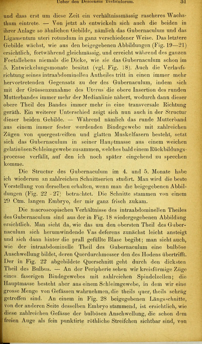 und dass erst um diese Zeit ein verhältnissmässig rascheres Wachs- thum eintrete. — Von jetzt ab entwickeln sich auch die beiden in ihrer Anlage so ähnlichen Gebilde, nämlich das Gubei’naculum und das Ligamentum uteri rotundum in ganz verschiedener Weise. Das letztere Gebilde wächst, wie aus den beigegebenen Abbildungen (Fig. 19—21) ersichtlich, fortwährend gleichmässig, und erreicht während des ganzen Foetallebens niemals die Dicke, wie sie das Gubernaculum schon im 5. Entwickelungsmonate besitzt (vgl. Fig. 18). Auch die Verlaufs- richtung seines intraabdominellen Antheiles tritt in einen immer mehr hervortretenden Gegensatz zu der des Gubernaculum, indem sich mit der Grössenzunahme des Uterus die obere Insertion des runden Mutterbandes immer mehr der Medianlinie nähert, wodurch dann dieser obere Theil des Bandes immer mehr in eine transversale Richtung geräth. Ein weiterer Unterschied zeigt sich nun auch in der Structur dieser beiden Gebilde. — Während nämlich das runde Mutterhand aus einem immer fester werdenden Bindegewebe mit zahlreichen Zügen von quergestreiften und glatten Muskelfasern besteht, setzt sich das Gubernaculum in seiner Hauptmasse aus einem weichen gelatinösen Schleimgewebe zusammen, welches bald einem Rückbildungs- processe verfällt, auf den ich noch später eingehend zu sprechen komme. Die Structur des (gubernaculum im 4. und 5. Monate habe ich wiederum an zahlreichen Schnittserien studirt. Man wird die beste Vorstellung von derselben erhalten, wenn man die beigegebenen Abbil- dungen (Fig. 22 - 27) betrachtet. Die Schnitte stammen von einem 29 Ctm. langen Embryo, der mir ganz frisch zukam. Die macroscopischen Verhältnisse des intraabdominellen Theiles des Gubernaculum sind aus der in Fig. 18 wiedergegebenen Abbildung ersichtlich. Man sieht da, wie das um den obersten Theil des Guber- naculum sich herumwindende Vas deferens zunächst leicht ansteigt und sich dann hinter die prall gefüllte Blase begibt; man sieht auch, wie der intraabdominelle Theil des Gubernaculum eine bulböse Anschwellung bildet, deren Querdurchmesser den des Hodens übertrifft. Der in Fig. 22 abgebildete Querschnitt geht durch den dicksten Theil des Bulbus. — An der Peripherie sehen wir kreisförmige Züge eines faserigen Bindegewebes mit zahlreichen Spindelzellen; die Hauptmasse besteht aber aus einem Schleimgewebe, in dem wir eine grosse Menge von Gefässen wahrnehmen, die theils quer, theils schräg getroffen sind. An einem in Fig. 28 beigegebenen Längsschnitte, von der anderen Seite desselben Embryo stammend, ist ersichtlich, wie diese zahlreichen Gefässe der bulbösen Anschwellung, die schon dem freien Auge als fein punktirte röthliche Streifchen sichtbar sind, von