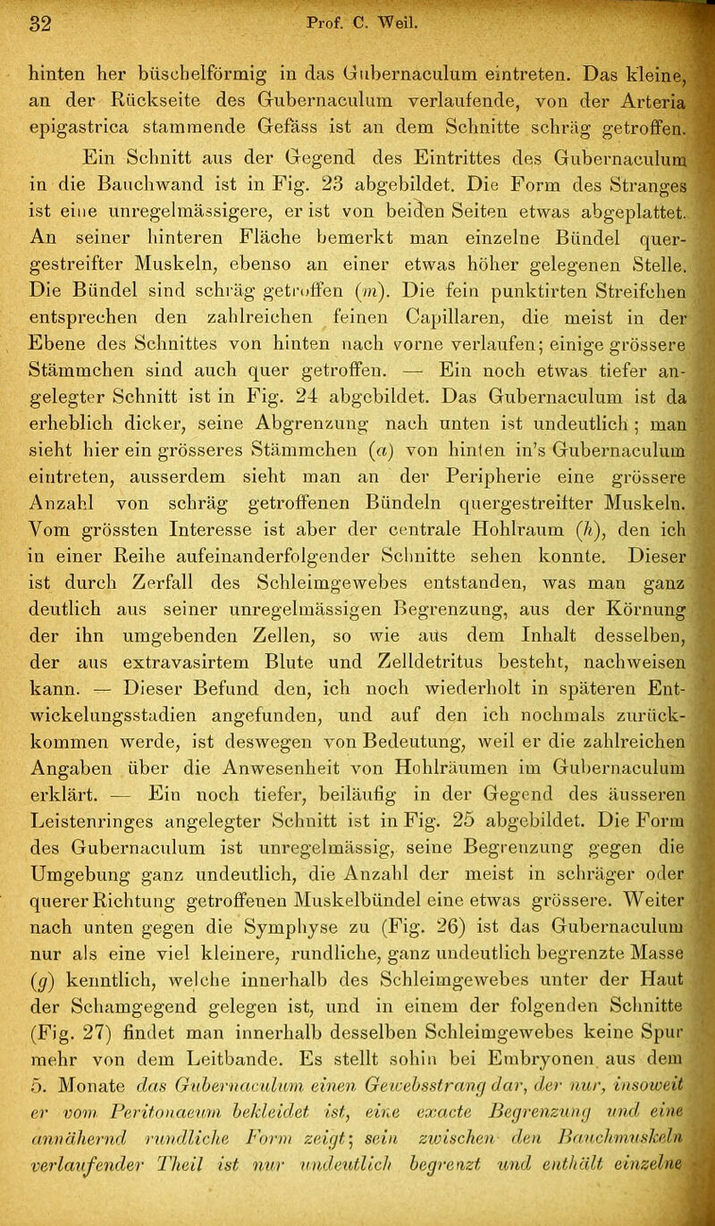 hinten her büschelförmig in das Gubernaculum eintreten. Das kleine, an der Rückseite des Gubernaculum verlaufende, von der Arteria epigastrica stammende Gefäss ist an dem Schnitte schräg getroffen. Ein Schnitt aus der Gegend des Eintrittes des Gubernaculum in die Bauchwand ist in Fig. 23 abgebildet. Die Form des Stranges ist eine unregelmässigere, er ist von beiden Seiten etwas abgeplattet. An seiner hinteren Fläche bemerkt man einzelne Bündel quer- gestreifter Muskeln, ebenso an einer etwas höher gelegenen Stelle. Die Bündel sind schräg getroffen (in). Die fein punktirten Streifchen entsprechen den zahlreichen feinen Capillaren, die meist in der Ebene des Schnittes von hinten nach vorne verlaufen; einige grössere . Stämmchen sind auch quer getroffen. — Ein noch etwas tiefer an- gelegter Schnitt ist in Fig. 24 abgebildet. Das Gubernaculum ist da erheblich dicker, seine Abgrenzung nach unten ist undeutlich ; man sieht hier ein grösseres Stämmchen («) von hinten in’s Gubernaculum eintreten, ausserdem sieht man an der Peripherie eine grössere Anzahl von schräg getroffenen Bündeln quergestreifter Muskeln. Vom grössten Interesse ist aber der centrale Hohlraum Qi), den ich in einer Reihe aufeinanderfolgender Schnitte sehen konnte. Dieser ist durch Zerfall des Schleimgewebes entstanden, was man ganz ■ deutlich aus seiner unregelmässigen Begrenzung, aus der Körnung der ihn umgebenden Zellen, so wie aus dem Inhalt desselben, der aus extravasirtem Blute und Zelldetritus besteht, nachweisen kann. — Dieser Befund den, ich noch wiederholt in späteren Ent- wickelungsstadien angefunden, und auf den ich nochmals zurück- kommen werde, ist deswegen von Bedeutung, weil er die zahlreichen Angaben über die Anwesenheit von Hohlräumen im Gubernaculum ■ erklärt. — Ein noch tiefer, beiläufig in der Gegend des äusseren Leistenringes angelegter Schnitt ist in Fig. 25 abgebildet. Die Form , des Gubernaculum ist unregelmässig, seine Begrenzung gegen die “ Umgebung ganz undeutlich, die Anzahl der meist in schräger oder querer Richtung getroffenen Muskelbündel eine etwas grössere. Weiter nach unten gegen die Symphyse zu (Fig. 26) ist das Gubernaculum nur als eine viel kleinere, rundliche, ganz undeutlich begi’enzte Masse (g) kenntlich, welche innerhalb des Schleimgewebes unter der Haut der Schamgegend gelegen ist, und in einem der folgenden Schnitte (Fig. 27) findet man innerhalb desselben Schleimgewebes keine Spur mehr von dem Leitbande. Es stellt sohin bei Embryonen aus dem 5. Monate das Gubernaculum einen Geicebsstrcing dar, der nur, insoweit er vom Peritonaeurn bekleidet ist, eine exacte Begrenzung und eine annähernd rundliche Form zeigt’, sein zwischen den Bauchmuskeln verlaufender Theil ist nur undeutlich begrenzt und enthält einzelne ■