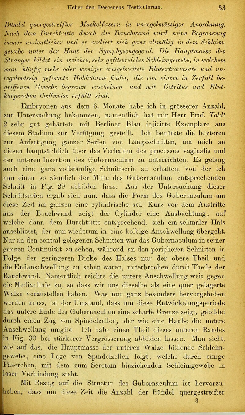 Bündel quergestreifter Muskelfasern in unregelmässiger Anordnung. Nach dem Durchtritte durch die Bauchwa.nd wird seine Begrenzung immer undeutlicher und er verliert sich ganz allmälig in dem Schleim- gewebe unter der Haut der Symphysengegend. Die Hauptmasse des Stranges bildet ein weiches, sehr gef ässreiches Schleimgewebe, in welchem man häufig mehr oder weniger ausgebreitete Blutextravasate und un- regelmässig geformte Hohlräume findet, die von einem in Zerfall be- griffenen Gewebe begrenzt erscheinen und mit Detritus und Blut- körperchen theilweise erfüllt sind. Embryonen aus dem 6. Monate habe ich in grösserer Anzahl, zur Untersuchung bekommen, namentlich hat mir Herr Prof. Toldt 2 sehr gut gehärtete mit Berliner Blau injicirte Exemplare aus diesem Stadium zur Verfügung gestellt. Ich benützte die letzteren zur Anfertigung ganzer Serien con Längsschnitten, um mich an diesen hauptsächlich über das Verhalten des proeessus vaginalis und der unteren Insertion des Gubernaculum zu unterrichten. Es gelang auch eine ganz vollständige Schnittserie zu erhalten, von der ich nun einen so ziemlich der Mitte des Gubernaculum entsprechenden Schnitt in Fig. 29 abbilden liess. Aus der Untersuchung dieser Schnittserien ergab sich nun, dass die Form des Gubernaculum um diese Zeit im ganzen eine cylindrische sei. Kurz vor dem Austritte aus der Bauch wand zeigt der Cylinder eine Ausbuchtung, auf welche dann dem Durchtritte entsprechend, sich ein schmaler Hals anschliesst, der nun wiederum in eine kolbige Anschwellung übergeht. Nur an den central gelegenen Schnitten war das Gubernaculum in seiner ganzen Continuität zu sehen, während an den peripheren Schnitten in Folge der geringeren Dicke des Halses nur der obere Theil und die Endanschwellung zu sehen waren, unterbrochen durch Theile der Bauchwand. Namentlich reichte die untere Anschwellung weit gegen die Medianlinie zu, so dass wir uns dieselbe als eine quer gelagerte Walze vorzustellen haben. Was nun ganz besonders hervorgehoben werden muss, ist der Umstand, dass um diese Entwickelungsperiode das untere Ende des Gubernaculum eine scharfe Grenze zeigt, gebildet durch einen Zug von Spindelzellen, der wie eine Haube die untere Amschwellung umgibt. Ich habe einen Theil dieses unteren Randes in Fig. 30 bei stärkerer Vergrösserung abbilden lassen. Man sieht, wie auf das, die Hauptmasse der unteren Walze bildende Schleim- gewebe, eine Lage von Spindelzellen folgt, welche durch einige Fäserchen, mit dem zum Scrotum hinziehenden Schleimgewebe in loser Verbindung steht. Mit Bezug auf die Structur des Gubernaculum ist hervorzu- Jheben, dass um diese Zeit die Anzahl der Bündel quergestreifter
