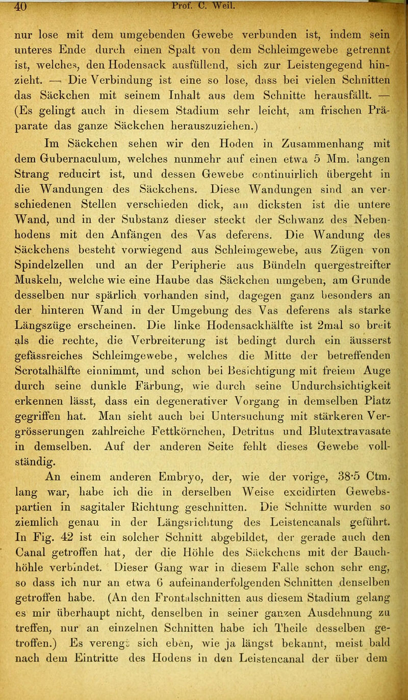 nur lose mit dem umgebenden Gewebe verbunden ist, indem sein unteres Ende durch einen Spalt von dem Schleimgewebe getrennt ist, welches, den Hodensack ausfüllend, sich zur Leistengegend hin- zieht. -—- Die Verbindung ist eine so lose, dass bei vielen Schnitten das Säckchen mit seinem Inhalt aus dem Schnitte herausfällt. — (Es gelingt auch in diesem Stadium sehr leicht, am frischen Prä- parate das ganze Säckchen herauszuziehen.) Im Säckchen sehen wir den Hoden in Zusammenhang mit dem Gubernaculum, welches nunmehr auf einen etwa 5 Mm. langen Strang reducirt ist, und dessen Gewebe continuirlich übergeht in die Wandungen des Säckchens. Diese Wandungen sind an ver- schiedenen Stellen verschieden dick, am dicksten ist die untere Wand, und in der Substanz dieser steckt der Schwanz des Neben- hodens mit den Anfängen des Vas deferens. Die Wandung des Säckchens besteht vorwiegend aus Schleimgewebe, aus Zügen von Spindelzellen und an der Peripherie aus Bündeln quergestreifter Muskeln, welche wie eine Haube das Säckchen umgeben, am Grunde desselben nur spärlich vorhanden sind, dagegen ganz besonders an der hinteren Wand in der Umgebung des Vas deferens als starke Längszüge erscheinen. Die linke Plodensackhälfte ist 2mal so breit als die rechte, die Verbreiterung ist bedingt durch ein äusserst gefässreiches Schleimgewebe, welches die Mitte der betreffenden Scrotalhälfte einnimmt, und schon bei Besichtigung mit freiem Auge durch seine dunkle Färbung, wie durch seine Undurchsichtigkeit erkennen lässt, dass ein degenerativer Vorgang in demselben Platz gegriffen hat. Man sieht auch bei Untersuchung mit stärkeren Ver- grösserungen zahlreiche Fettkörnchen, Detritus und Blutextravasate in demselben. Auf der anderen Seite fehlt dieses Gewrebe voll- ständig. An einem anderen Embryo, der, wie der vorige, 38'5 Ctm. lang war, habe ich die in derselben Weise excidirten Gewebs- partien in sagitaler Richtung geschnitten. Die Schnitte wurden so ziemlich genau in der Längsrichtung des Leistencanals geführt. In Fig. 42 ist ein solcher Schnitt abgebildet, der gerade auch den Canal getroffen hat, der die Höhle des Säckchens mit der Bauch- höhle verbindet. Dieser Gang war in diesem Falle schon sehr eng, so dass ich nur an etwa G aufeinanderfolgenden Schnitten denselben getroffen habe. (An den Frontalschnitten aus diesem Stadium gelang es mir überhaupt nicht, denselben in seiner ganzen Ausdehnung zu treffen, nur an einzelnen Schnitten habe ich Theile desselben ge- troffen.) Fs verengt sich eben, wie ja längst bekannt, meist bald nach dem Eintritte des Hodens in den Leistencanal der über dem