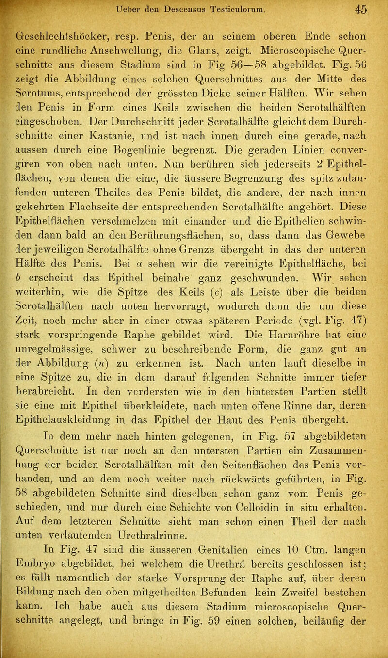 Geschlechtshöcker, resp. Penis, der an seinem oberen Ende schon eine rundliche Anschwellung, die Glans, zeigt. Microscopische Quer- schnitte aus diesem Stadium sind in Fig 56—58 abgebildet. Fig. 56 zeigt die Abbildung eines solchen Querschnittes aus der Mitte des Scroturas, entsprechend der grössten Dicke seiner Hälften. Wir sehen den Penis in Form eines Keils zwischen die beiden Scrotalhälften eingeschoben. Der Durchschnitt jeder Scrotalhälfte gleicht dem Durch- schnitte einer Kastanie, und ist nach innen durch eine gerade, nach aussen durch eine Bogenlinie begrenzt. Die geraden Linien conver- giren von oben nach unten. Nun berühren sich jederseits 2 Epithel- flächen, von denen die eine, die äussere Begrenzung des spitz zulau- fenden unteren Theiles des Penis bildet, die andere, der nach innen gekehrten Flachseite der entsprechenden Scrotalhälfte angehört. Diese Epithelflächen verschmelzen mit einander und die Epithelien schwin- den dann bald an den Berührungsflächen, so, dass dann das Gewebe der jeweiligen Scrotalhälfte ohne Grenze übergeht in das der unteren Hälfte des Penis. Bei a sehen wir die vereinigte Epithelfläche, bei b erscheint das Epithel beinahe ganz geschwunden. Wir sehen weiterhin, wie die Spitze des Keils (c) als Leiste über die beiden Scrotalhälften nach unten hervorragt, wodurch dann die um diese Zeit, noch mehr aber in einer etwas späteren Periode (vgl. Fig. 47) stark vorspringende Raphe gebildet wird. Die Harnröhre hat eine unregelmässige, schwer zu beschreibende Form, die ganz gut an der Abbildung (?«) zu erkennen ist. Nach unten lauft dieselbe in eine Spitze zu, die in dem darauf folgenden Schnitte immer tiefer herabreicht. In den vordersten wie in den hintersten Partien stellt sie eine mit Epithel überkleidete, nach unten offene Rinne dar, deren Epithelauskleidung in das Epithel der Haut des Penis übergeht. In dem mehr nach hinten gelegenen, in Fig. 57 abgebildeten Querschnitte ist nur noch an den untersten Partien ein Zusammen- hang der beiden Scrotalhälften mit den Seitenflächen des Penis vor- handen, und an dem noch weiter nach rückwärts geführten, in Fig. 58 abgebildeten Schnitte sind dieselben schon ganz vom Penis ge- schieden, und nur durch eine Schichte von Celloidin in situ erhalten. Auf dem letzteren Schnitte sieht man schon einen Theil der nach unten verlaufenden Urethralrinne. In Fig. 47 sind die äusseren Genitalien eines 10 Ctm. langen Embryo abgebildet, bei welchem die Urethra bereits geschlossen ist; es fällt namentlich der starke Vorsprung der Raphe auf, über deren Bildung nach den oben mitgetheilten Befunden kein Zweifel bestehen kann. Ich habe auch aus diesem Stadium microscopische Quer- schnitte angelegt, und bringe in Fig. 59 einen solchen, beiläufig der