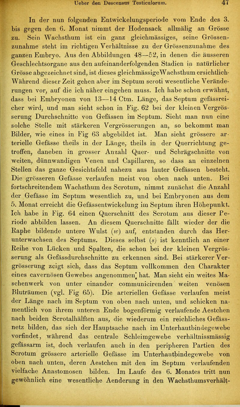 In der nun folgenden Entwickelungsperiode vom Ende des 3. bis gegen den 6. Monat nimmt der Hodensack allmälig an Grösse zu. Sein Wachsthum ist ein ganz gleichmässiges, seine Grössen- zunahme steht im richtigen Verhältnisse zu der Grössenzunahme des ganzen Embryo. Aus den Abbildungen 48—52, in denen die äussei’en Geschlechtsorgane aus den aufeinanderfolgenden Stadien in natürlicher Grösse abgezeichnet sind, ist dieses gleichmässigeWachsthum ersichtlich- Während dieser Zeit gehen aber im Septum scroti wesentliche Verände- rungen vor, auf die ich näher eingehen muss. Ich habe schon erwähnt, dass bei Embryonen von 13—14 Ctm. Länge, das Septum gefässrei- cher wird, und man sieht schon in Fig. 62 bei der kleinen Vergrös- serung Durchschnitte von Gefässen im Septum. Sieht man nun eine solche Stelle mit stärkeren Vergrösserungen an, so bekommt man Bilder, wie eines in Fig 63 abgebildet ist. Man sieht grössere ar- terielle Gefässe theils in der Länge, theils in der Querrichtung ge- troffen, daneben in grosser Anzahl Quer- und Schrägschnitte von weiten, dünnwandigen Venen und Capillaren, so dass an einzelnen Stellen das ganze Gesichtsfeld nahezu aus lauter Gefässen besteht. Die grösseren Gefässe verlaufen meist von oben nach unten. Bei fortschreitendem Wachsthum des Scrotum, nimmt zunächst die Anzahl der Gefässe im Septum wesentlich zu, und bei Embryonen aus dem 5. Monat erreicht die Gefässentwickelung im Septum ihren Höhepunkt. Ich habe in Fig. 64 einen Querschnitt des Scrotum aus dieser Pe- riode abbilden lassen. An diesem Querschnitte fallt wieder der die Raphe bildende untere Wulst (iv) auf, entstanden durch das Her- unterwachsen des Septums. Dieses selbst (s) ist kenntlich an einer Reihe von Lücken und Spalten, die schon bei der kleinen Vergrös- serung als Gefässdurchschnitte zu erkennen sind. Bei stärkerer Ver- grösserung zeigt sich, dass das Septum vollkommen den Charakter eines cavernösen Gewebes angenommen* hat. Man sieht ein weites Ma- schenwerk von unter einander communicirenden weiten venösen Bluträumen (vgl. Fig 65). Die arteriellen Gefässe verlaufen meist der Länge nach im Septum von oben nach unten, und schicken na- mentlich von ihrem unteren Ende bogenförmig verlaufende Aestchen nach beiden Scrotalhälften aus, die wiederum ein reichliches Gefäss- netz bilden, das sich der Hauptsache nach im Unterhautbindegewebe vorfindet, während das centrale Schleimgewebe verhältnissmässig gefässarm ist, doch verlaufen auch in den peripheren Partien des Scrotum grössere arterielle Gefässe im Unterhautbindegewebe von oben nach unten, deren Aestchen mit den im Septum verlaufenden vielfache Anastomosen bilden. Im Laufe des 6. Monates tritt nun gewöhnlich eine wesentliche Aenderung in den Wachsthums verhält-