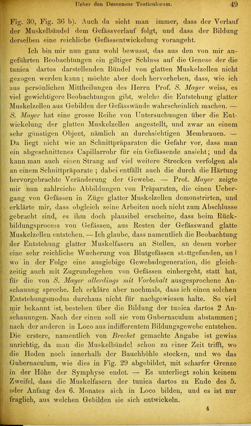 Fig. 30, Fig. 36 b). Auch cla sieht man immer, dass der Verlauf der Muskelbündel dem Gefässverlauf folgt, und dass der Bildung derselben eine reichliche Gefässentwickelung vorangeht. Ich bin mir nun ganz wohl bewusst, das aus den von mir an- geführten Beobachtungen ein gütiger Schluss auf die Genese der die tunica dartos darstellenden Bündel von glatten Muskelzellen nicht gezogen werden kann ; möchte aber doch hervorheben, dass, wie ich aus persönlichen Mittheilungen des Herrn Prof. S. Mayer weiss, es viel gewichtigere Beobachtungen gibt, welche die Entstehung glatter Muskelzellen aus Gebilden der Gefässwände wahrscheinlich machen. — S. Mayer hat eine grosse Reihe von Untersuchungen über die Ent- wickelung der glatten Muskelzellen angestellt, und zwar an einem sehr günstigen Object, nämlich an durchsichtigen Membranen. — Da liegt nicht wie an Schnittpräparaten die Gefahr vor, dass man ein abgeschnittenes Capillarrohr für ein Gefässende ansieht; und da kann man auch einen Strang auf viel weitere Strecken verfolgen als an einem Schnittpräparate ; dabei entfällt auch die durch die Härtung hervorgebrachte Veränderung der Gewebe. — Prof. Mayer zeigte mir nun zahlreiche Abbildungen von Präparaten, die einen Ueber- gang von Gefässen in Züge glatter Muskelzellen demonstrirten, und erklärte mir, dass obgleich seine Arbeiten noch nicht zum Abschlüsse gebracht sind, es ihm doch plausibel erscheine, dass beim Rück- bildungsprocess von Gefässen, aus Resten der Gefässwand glatte Muskelzellen entstehen. — Ich glaube, dass namentlich die Beobachtung der Entstehung glatter Muskelfasern an Stellen, an denen vorher eine sehr reichliche Wucherung von Blutgefässen stattgefunden, un 1 wo in der Folge eine ausgiebige Gewebsdegeneration, die gleich- zeitig auch mit Zugrundegehen von Gefässen einhergeht, statt hat, für die von S. Mayer allerdings mit Vorbehalt ausgesprochene An- schauung spreche. Ich erkläre aber nochmals, dass ich einen solchen Entstehungsmodus durchaus nicht für nachgewiesen halte. So viel mir bekannt ist, bestehen über die Bildung der tunica dartos 2 An- schauungen. Nach der einen soll sie vom Gubernaculum abstammen; nach der anderen in Loco aus indifferentem Bildungsgewebe entstehen. Die erstere, namentlich von Brechet gemachte Angabe ist gewiss unrichtig, da man die Muskelbündel schon zu einer Zeit trifft, wo die Hoden noch innerhalb der Bauchhöhle stecken, und wo das Gubernaculum, wie dies in Fig. 29 abgebildet, mit scharfer Grenze in der Höhe der Symphyse endet. — Es unterliegt sohin keinem Zweifel, dass die Muskelfasern der tunica dartos zu Ende des 5. oder Anfang des 6. Monates sich in Loco bilden, und es ist nur fraglich, aus welchen Gebilden sie sich entwickeln. 4