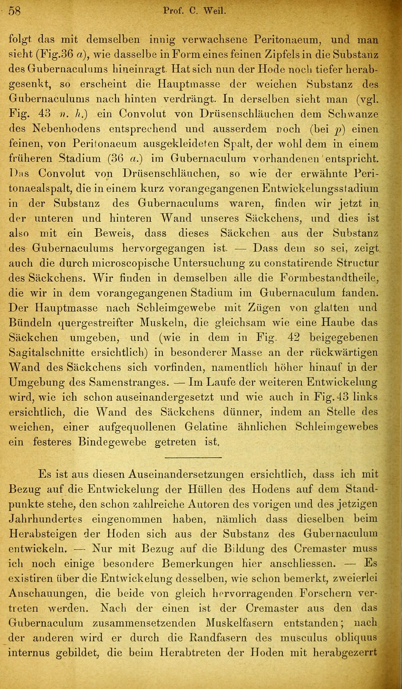 folgt das mit demselben innig verwachsene Peritonaeum, und man sieht (Fig.36 a), wie dasselbe in Form eines feinen Zipfels in die Substanz des Gubernaculums hineinragt. Hat sich nun der Hode noch tiefer herab- gesenkt, so erscheint die Hauptmasse der weichen Substanz des Gubernaculums nach hinten verdrängt. In derselben sieht man (vgl. Fig. 43 v. h.) ein Convolut von Drüsenschläuchen dem Schwänze des Nebenhodens entsprechend und ausserdem noch (bei p) einen feinen, von Peritonaeum ausgekleideten Spalt, der wohl dem in einem früheren Stadium (36 «.) im Gubernaculum vorhandenen entspricht. Das Convolut von Drüsenschläuchen, so wie der erwähnte Peri- tonaealspalt, die in einem kurz vorangegangenen Entwickelungsstadium in der Substanz des Gubernaculums waren, finden wir jetzt in der unteren und hinteren Wand unseres Säckchens, und dies ist also mit ein Beweis, dass dieses Säckchen aus der Substanz des Gubernaculums hervorgegangen ist. — Dass dem so sei, zeigt auch die durch microscopische Untersuchung zu constatirende Structur des Säckchens. Wir finden in demselben alle die Formbestandtheile, die wir in dem vorangegangenen Stadium im Gubernaculum fanden. Der Hauptmasse nach Schleimgewebe mit Zügen von glatten und Bündeln quergestreifter Muskeln, die gleichsam wie eine Haube das Säckchen umgeben, und (wie in dem in Fig. 42 beigegebenen Sagitalschnitte ersichtlich) in besonderer Masse an der rückwärtigen Wand des Säckchens sich vorfinden, namentlich höher hinauf iji der Umgebung des Samenstranges. — Im Laufe der weiteren Entwickelung wird, wie ich schon auseinandergesetzt und wie auch in Fig. 43 links ersichtlich, die Wand des Säckchens dünner, indem an Stelle des weichen, einer aufgequollenen Gelatine ähnlichen Schleimgewebes ein festeres Bindegewebe getreten ist. Es ist aus diesen Auseinandersetzungen ersichtlich, dass ich mit Bezug auf die Entwickelung der Hüllen des Hodens auf dem Stand- punkte stehe, den schon zahlreiche Autoren des vorigen und des jetzigen Jahrhundertes eingenommen haben, nämlich dass dieselben beim Herabsteigen der Hoden sich aus der Substanz des Gubernaculum entwickeln. — Nur mit Bezug auf die Bildung des Cremaster muss ich noch einige besondere Bemerkungen hier anschliessen. — Es existiren über die Entwickelung desselben, wie schon bemerkt, zweierlei Anschauungen, die beide von gleich hervorragenden Forschern ver- treten werden. Nach der einen ist der Cremaster aus den das Gubernaculum zusammensetzenden Muskelfasern entstanden; nach der anderen wird er durch die Randfasern des musculus obliquus internus gebildet, die beim Herabtreten der Hoden mit herabgezerrt