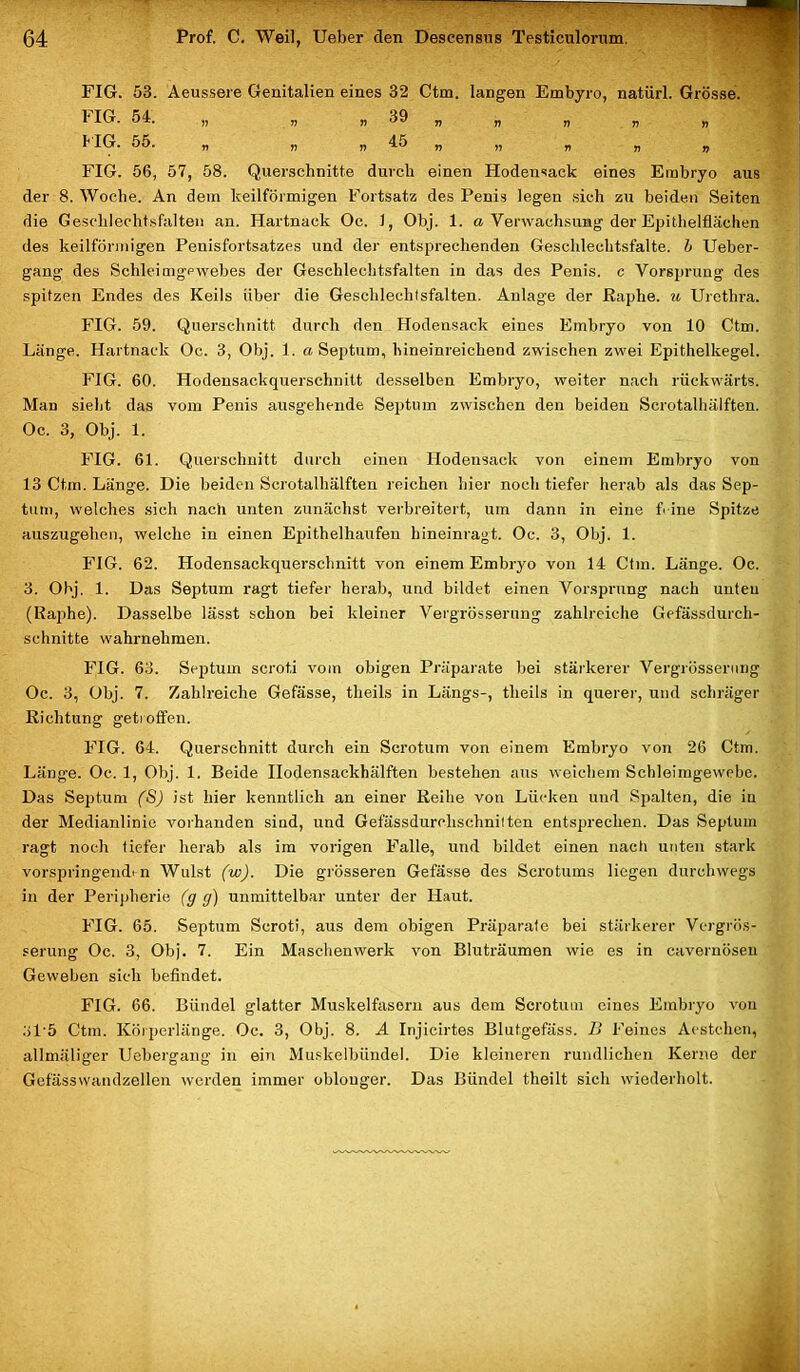 ' - : i FIG. 53. Aeussere Genitalien eines 32 Ctm. langen Embyro, natürl. FIG. 54. „ „ „ 39 „ FIG. 55. „ „ „ 45 „ FIG. 56, 57, 58. Querschnitte durch einen Hodensack eines Embryo aus der 8. Woche. An dem keilförmigen Fortsatz des Penis legen sich zu beiden Seiten die Geschlechts falten an. Hartnack Oc. 1, Obj. 1. a Verwachsung der Epithelflächen des keilförmigen Penisfortsatzes und der entsprechenden Geschlechtsfalte, b Ueber- gang des Schleimgpwehes der Geschlechtsfalten in das des Penis, c Vorsprung des spitzen Endes des Keils über die Gesclilechlsfalten. Anlage der Raphe. u Urethra. FIG. 59. Querschnitt durch den Hodensack eines Embryo von 10 Ctm. Länge. Hartnack Oc. 3, Obj. 1. «Septum, hineinreichend zwischen zwei Epithelkegel. FIG. 60. Hodeusackquerschnitt desselben Embryo, weiter nach rückwärts. Man sieht das vom Penis ausgehende Septum zwischen den beiden Scrotalhälften. Oc. 3, Obj. 1. FIG. 61. Querschnitt durch einen Hodensack von einem Embryo von 13 Ctm. Länge. Die beiden Scrotalhälften reichen hier noch tiefer herab als das Sep- tum, welches sich nach unten zunächst verbreitert, um dann in eine feine Spitze auszugehen, welche in einen Epithelhaufen hineinragt. Oc. 3, Obj. 1. FIG. 62. Hodensackquerschnitt von einem Embryo von 14 Ctm. Länge. Oc. 3. Obj. 1. Das Septum ragt tiefer herab, und bildet einen Vorsprung nach unten (Raphe). Dasselbe lässt schon bei kleiner Vergrösserung zahlreiche Gefässdurch- schnitte wahrnehmen. FIG. 63. Septum scroti vom obigen Präparate bei stärkerer Vergrösserung Oc. 3, Obj. 7. Zahlreiche Gefässe, theils in Längs-, theils in querer, und schräger Richtung getroffen. FIG. 64. Querschnitt durch ein Scrotum von einem Embryo von 26 Ctm. Länge. Oc. 1, Obj. 1. Beide Ilodensackhälften bestehen aus weichem Schleimgewebe. Das Septum (S) ist hier kenntlich an einer Reihe von Lücken und Spalten, die in der Medianlinie vorhanden sind, und Gefässdurohschniiten entsprechen. Das Septum ragt noch tiefer herab als im vorigen Falle, und bildet einen nach unten stark vorspringenden Wulst (w). Die grösseren Gefässe des Scrotums liegen durchwegs in der Peripherie (g g) unmittelbar unter der Haut. FIG. 65. Septum Scroti, aus dem obigen Präparate bei stärkerer Vergrös- serung Oc. 3, Obj. 7. Ein Maschenwerk von Bluträumen wie es in cavernösen Geweben sich befindet. FIG. 66. Bündel glatter Muskelfasern aus dem Scrotum eines Embryo von 315 Ctm. Körperlänge. Oc. 3, Obj. 8. A Injicirtes Blutgefäss. B Feines Aestchen, allmäliger Uebergang in ein Muskelbündel. Die kleineren rundlichen Kerne der Gefässwandzellen werden immer oblonger. Das Bündel theilt sich wiederholt.