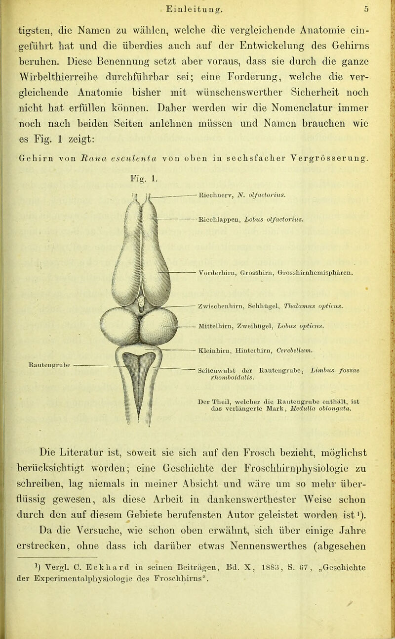 tigsten, die Namen zu wählen, welche die vergleichende Anatomie ein- geführt hat und die überdies auch auf der Entwickelung des Gehirns beruhen. Diese Benennung setzt aber voraus, dass sie durch die ganze Wirbelthierreihe durchführbar sei; eine Forderung, welche die ver- gleichende Anatomie bisher mit wünschenswerther Sicherheit noch nicht hat erfüllen können. Daher werden wir die Nomenclatur immer noch nach beiden Seiten anleimen müssen und Namen brauchen wie es Fig. 1 zeigt: Gehirn von Huna esculenta von oben in sechsfacher Vergrösserung. Fig. 1. Rauteugrube Riechnerv, N. olfactorius. Riechlappen, Lohns olfactorius. Vorderhirn, Grosshirn, Grosshirnhemisphären. Zwischenbirn, Sehhügel, Thalamus opticus. Mittelhirn, Zweihügel, Lohus opticus. Kleinhirn, Hinterhirn, Cerehellum. Seitenwulst der Rautengrube, Limhus fossae rhomhoidalis. Der Theil, welcher die Rautengrube enthält, ist das verlängerte Mark, Medulla ohlongata. Die Literatur ist, soweit sie sich auf den Frosch bezieht, möglichst berücksichtigt Avorden; eine Geschichte der Froschhirnphysiologie zu schreiben, lag niemals in meiner Absicht und wäre um so mehr über- flüssig gewesen, als diese Arbeit in dankenswerthester Weise schon durch den auf diesem Gebiete berufensten Autor geleistet Avorden ist!). Da die Versuche, wie schon oben erwähnt, sich über einige Jahre erstrecken, ohne dass ich darüber etAvas Nennenswertb.es (abgesehen 1) Vergl. C. Eckhard iu seinen Beiträgen, Bd. X, 1883, S. 87, „Geschichte der Experimentalphysiologie des Froschhirns“.