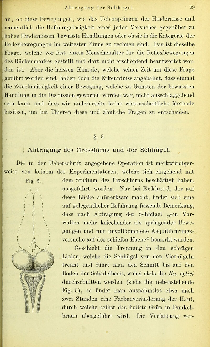 an, ob diese Bewegungen, wie das Ueberspringen der Hindernisse und namentlich die Hoffnungslosigkeit eines jeden Versuches gegenüber zu hoben Hindernissen, bewusste Handlungen oder ob sie in die Kategorie der Reflexbewegungen im weitesten Sinne zu rechnen sind. Das ist dieselbe Frage, welche vor fast einem Menschenalter für die Reflexbewegungen des Rückenmarkes gestellt und dort nicht erschöpfend beantwortet wor- den ist. Aber die heissen Kämpfe, welche seiner Zeit um diese Frage geführt worden sind, haben doch die Erkenntniss angebahnt, dass einmal die Zweckmässigkeit einer Bewegung, welche zu Gunsten der bewussten Handlung in die Discussion geworfen worden war, nicht ausschlaggebend sein kann und dass wir andererseits keine wissenschaftliche Methode besitzen, um bei Thieren diese und ähnliche Fragen zu entscheiden. §. 3. Abtragung1 des Grosshirns und der Sehhügel. Die in der Ueberschrift angegebene Operation ist merkwürdiger- weise von keinem der Experimentatoren, welche sich eingehend mit dem Studium des Froschhirns beschäftigt haben, ausgeführt worden. Nur bei Eckhard, der auf diese Lücke aufmerksam macht, findet sich eine auf gelegentlicher Erfahrung fussende Bemerkung, dass nach Abtragung der Sehliügel „ein Vor- walten mehr kriechender als springender Bewe- gungen und nur unvollkommene Aequilibrirungs- versuclie auf der schiefen Ebene“ bemerkt wurden. Geschieht die Trennung in den schrägen Linien, welche die Sehliügel von den Vierhügeln trennt und führt man den Schnitt bis auf den Boden der Schädelbasis, wobei stets die Nn. optici durchschnitten werden (siehe die nebenstehende Fig. 5), so findet man ausnahmslos etwa nach zwei Stunden eine Farbenveränderung der Haut, durch welche selbst das hellste Grün in Dunkel- braun übergeführt wird. Die Verfärbung ver- Fig. 5.